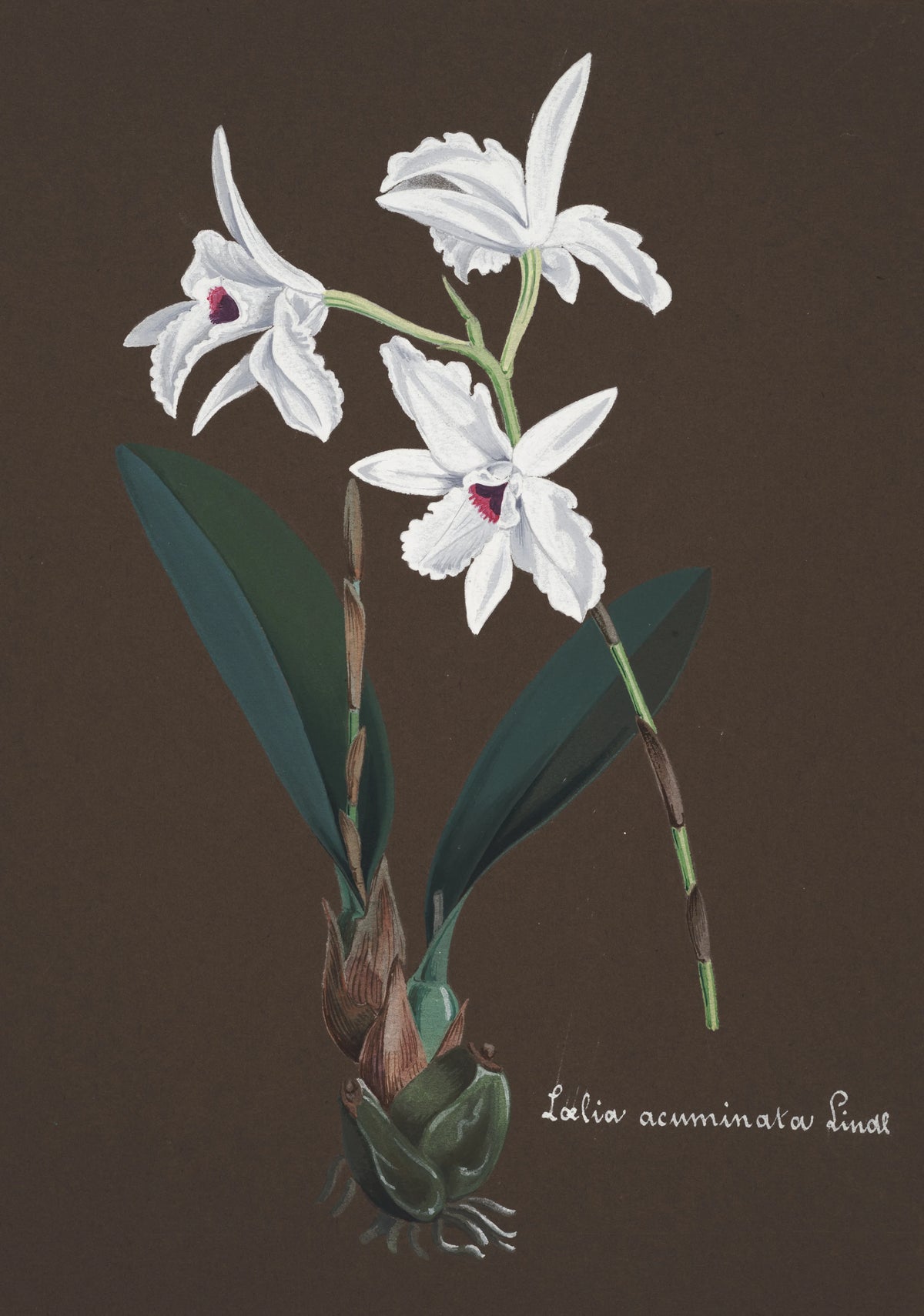 Anonim - Collection d'orchidées Pl.48 (19th Century)