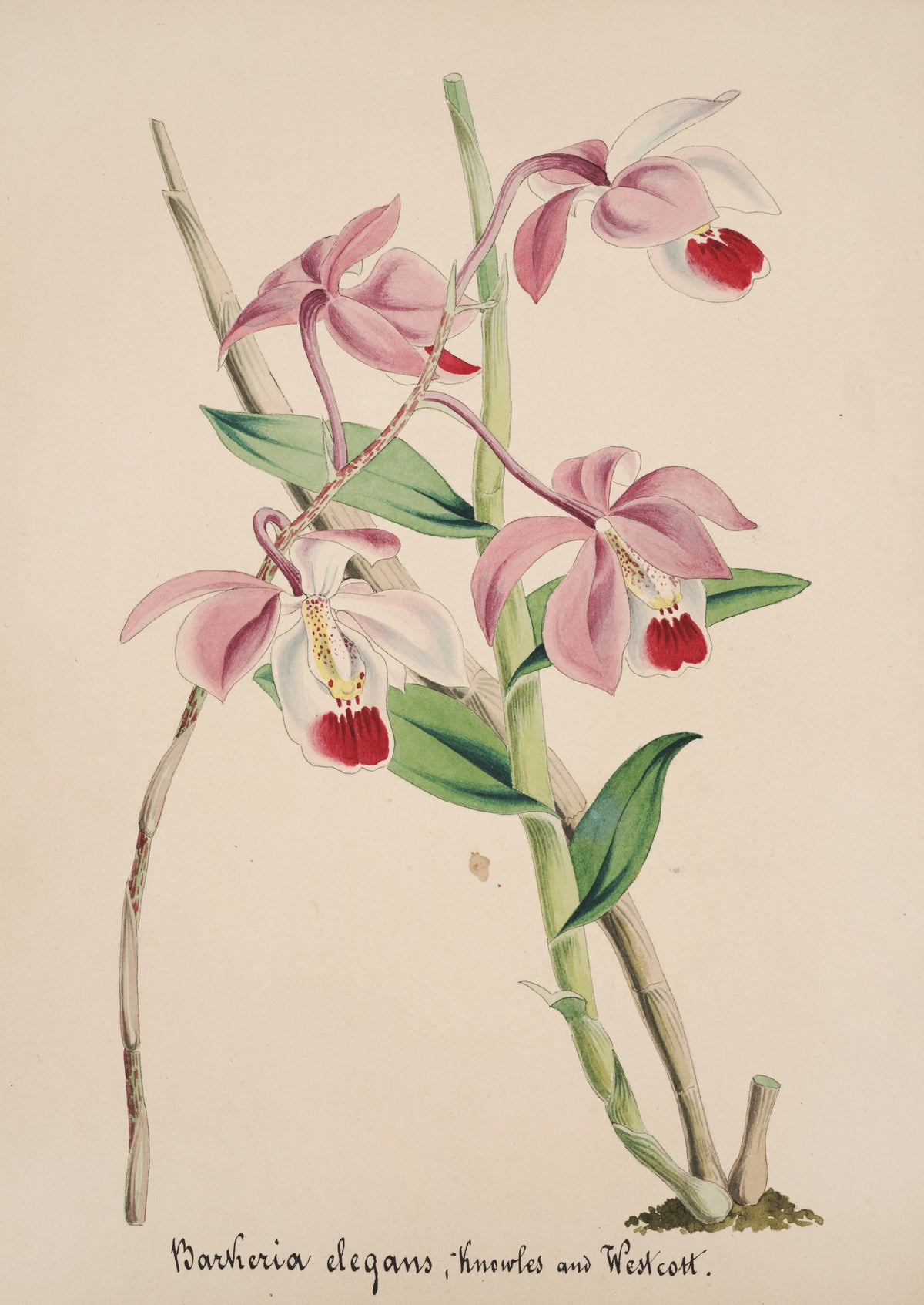 Anonim - Collection d'orchidées Pl.50 (19th Century)