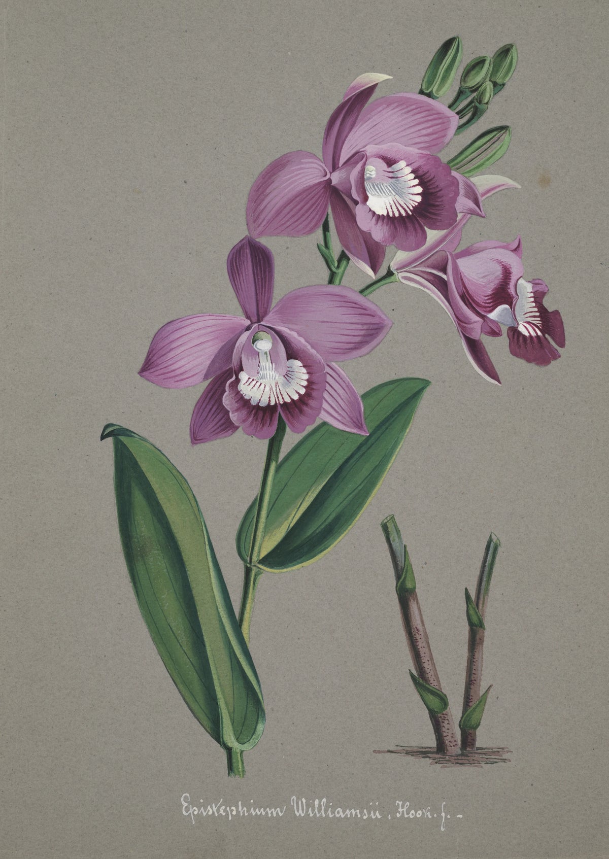 Anonim - Collection d'orchidées Pl.51 (19th Century)