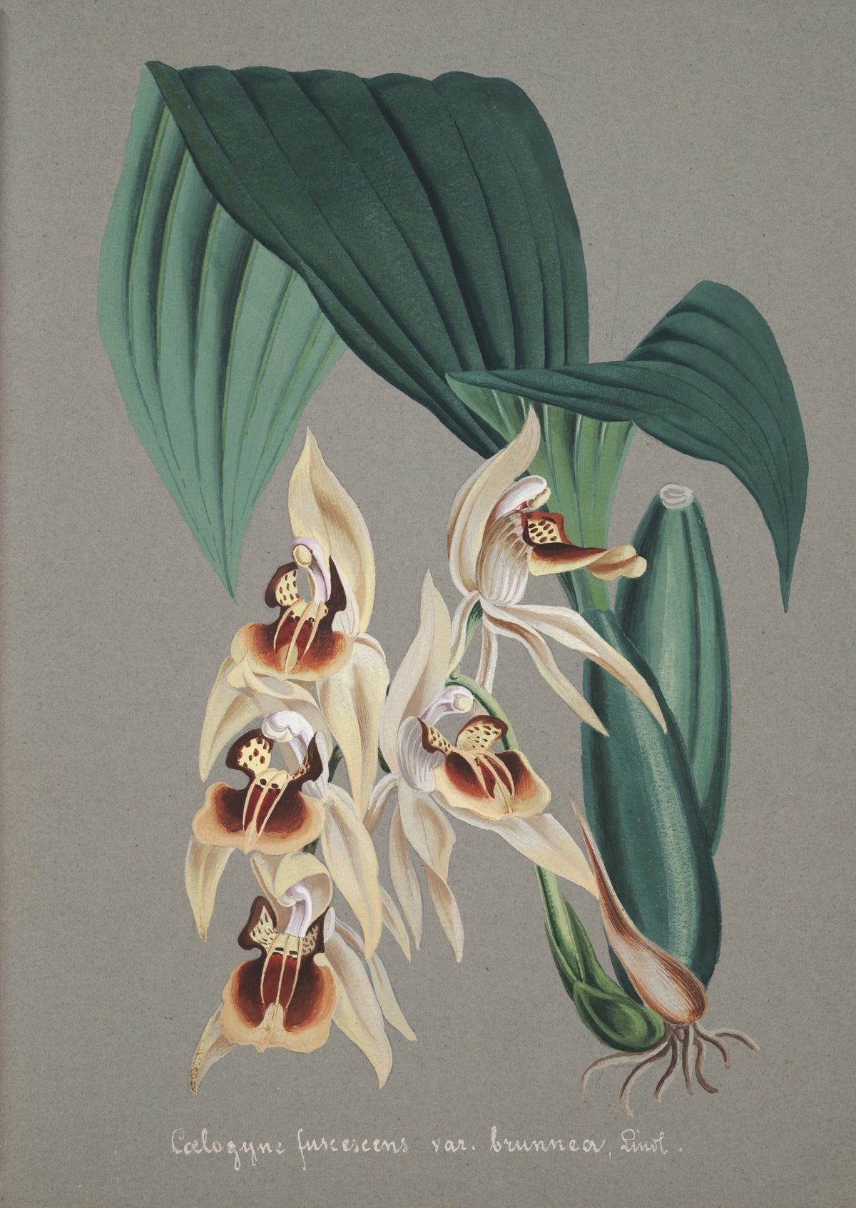 Anonim - Collection d'orchidées Pl.52 (19th Century)