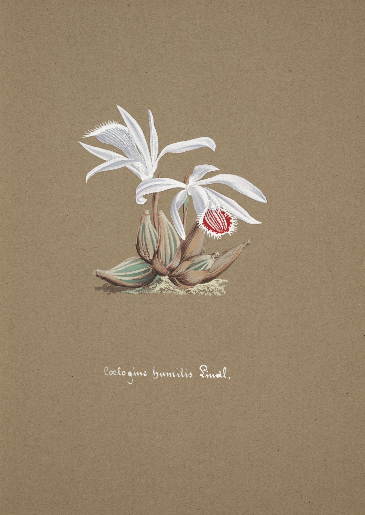 Anonim - Collection d'orchidées Pl.53 (19th Century)