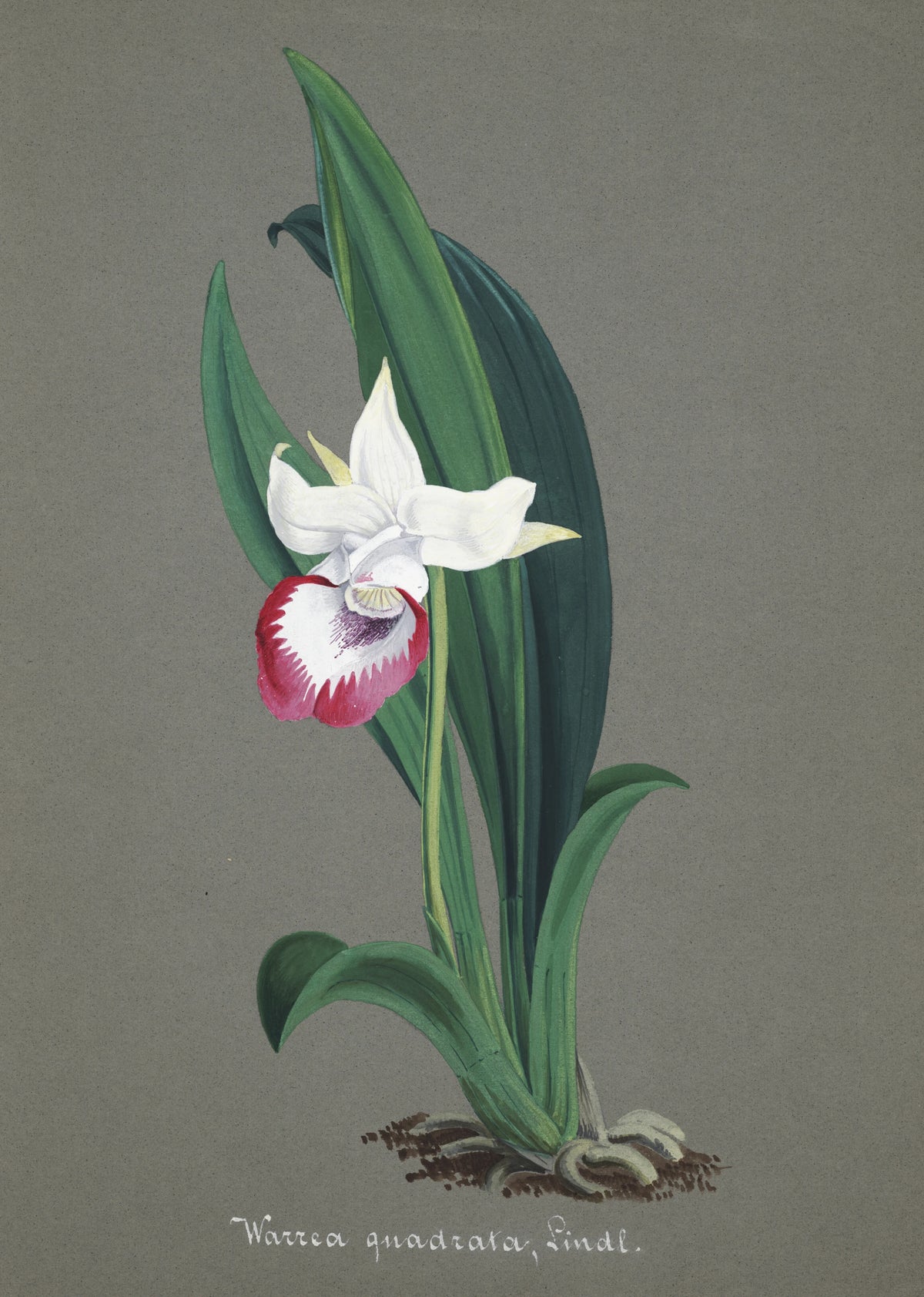 Anonim - Collection d'orchidées Pl.54 (19th Century)