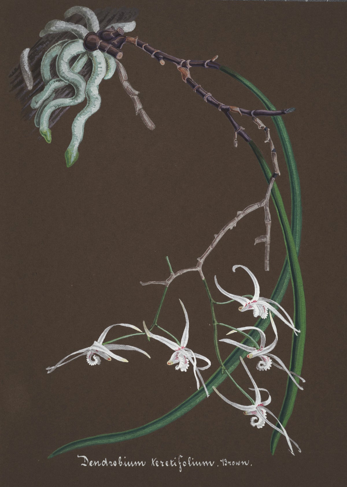 Anonim - Collection d'orchidées Pl.55 (19th Century)