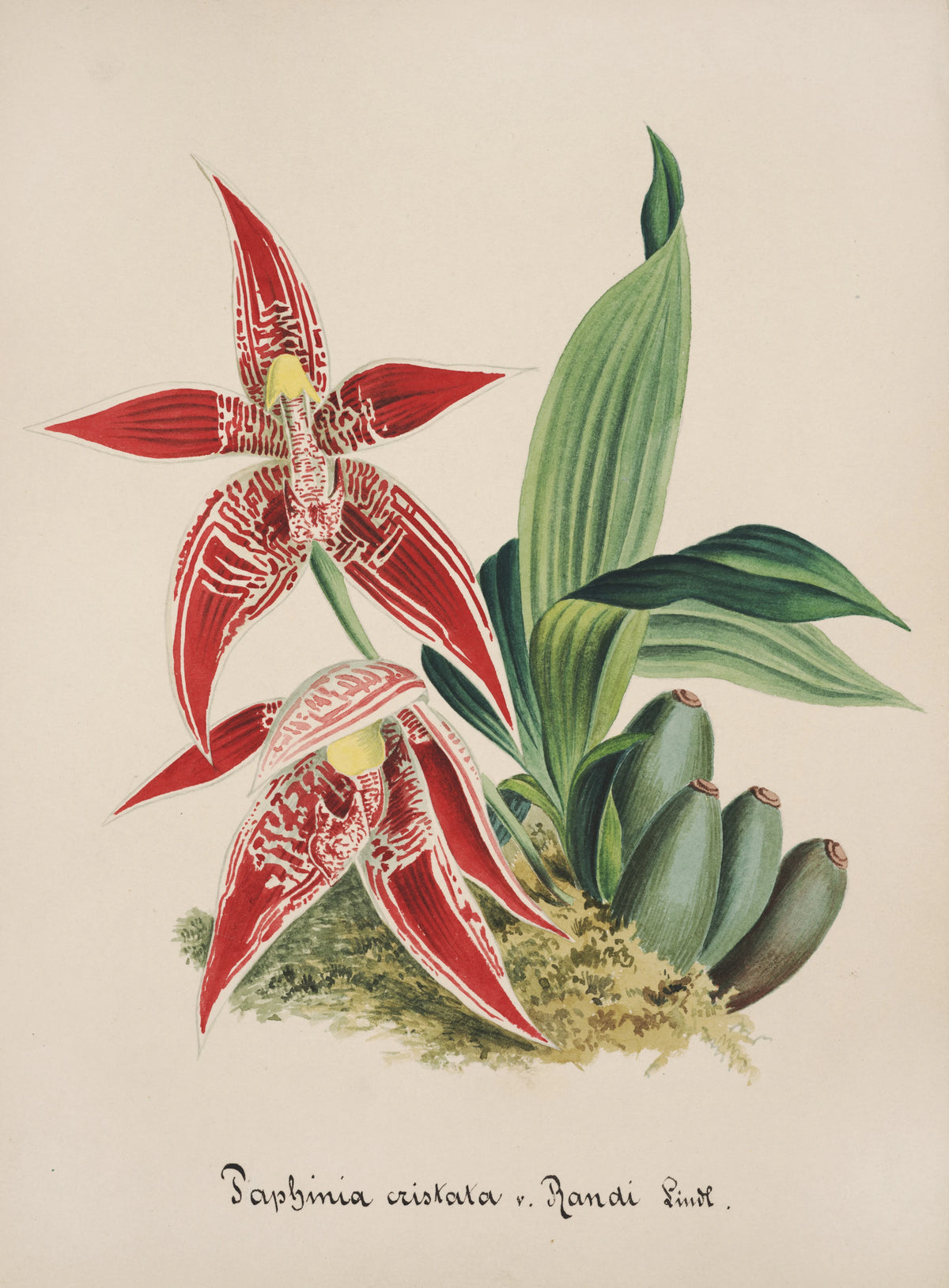 Anonim - Collection d'orchidées Pl.56 (19th Century)
