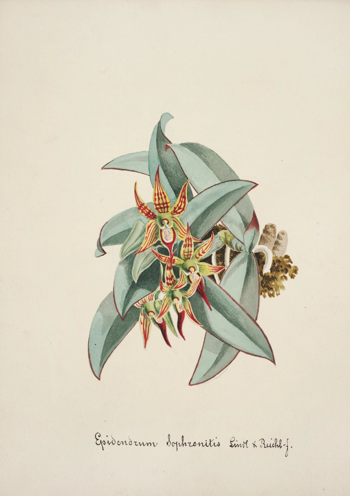 Anonim - Collection d'orchidées Pl.57 (19th Century)