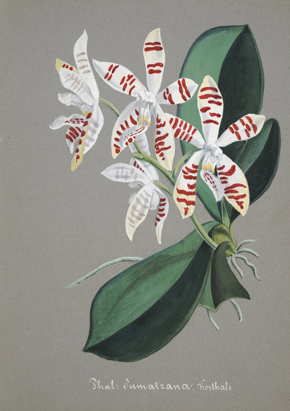 Anonim - Collection d'orchidées Pl.58 (19th Century)