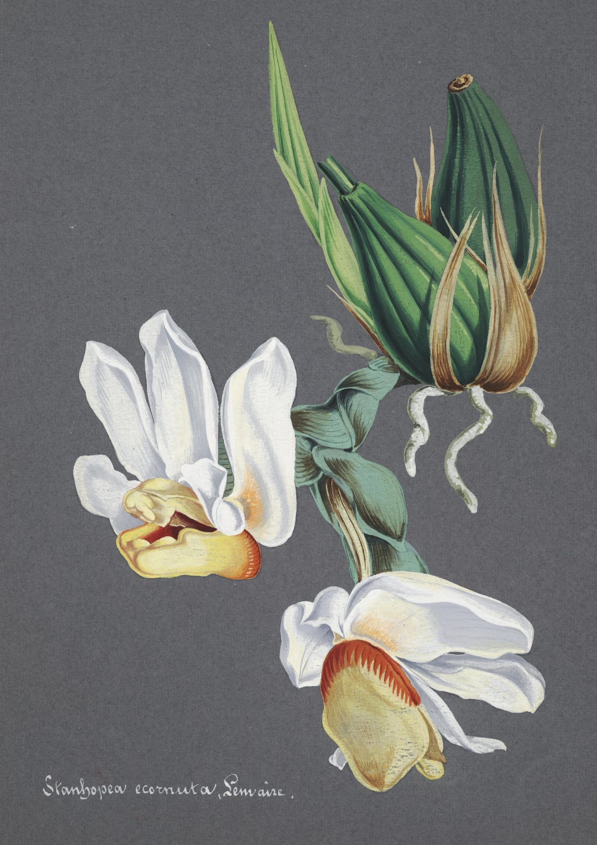 Anonim - Collection d'orchidées Pl.59 (19th Century)