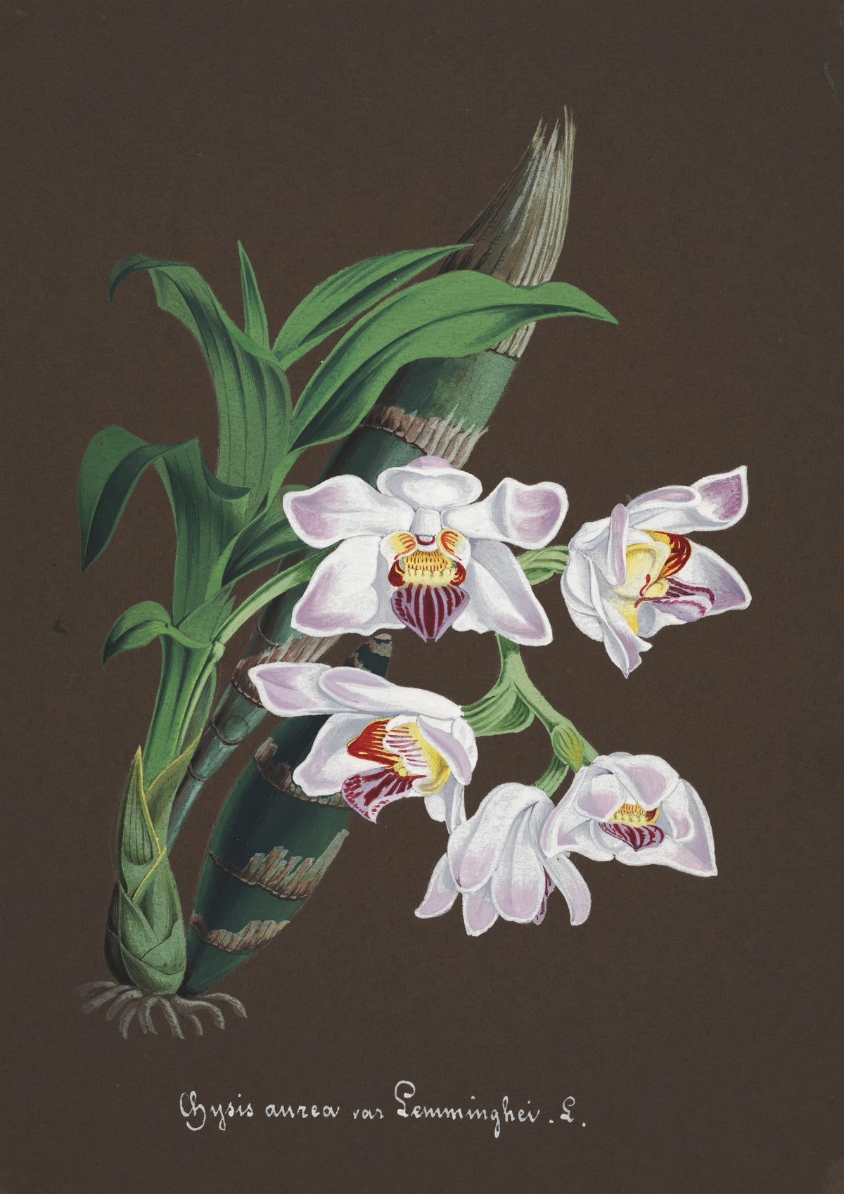 Anonim - Collection d'orchidées Pl.60 (19th Century)