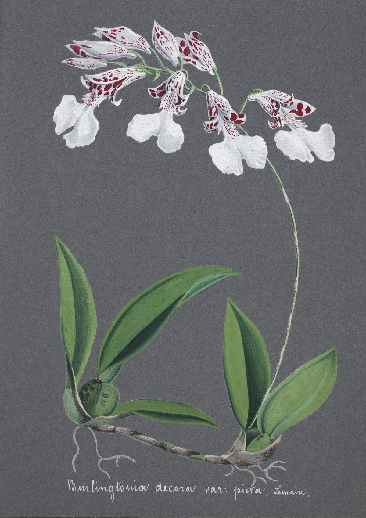 Anonim - Collection d'orchidées Pl.61 (19th Century)
