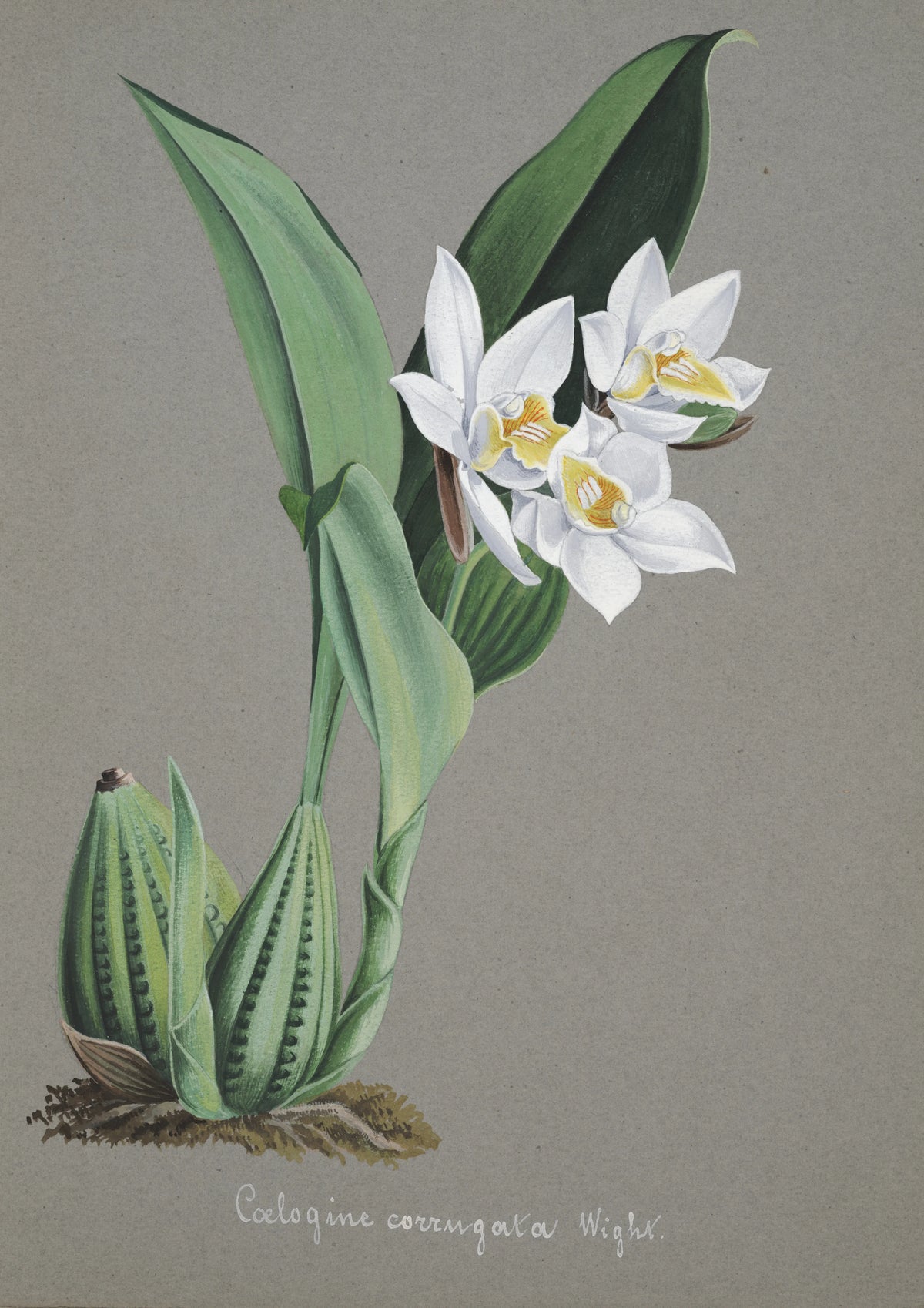 Anonim - Collection d'orchidées Pl.62 (19th Century)