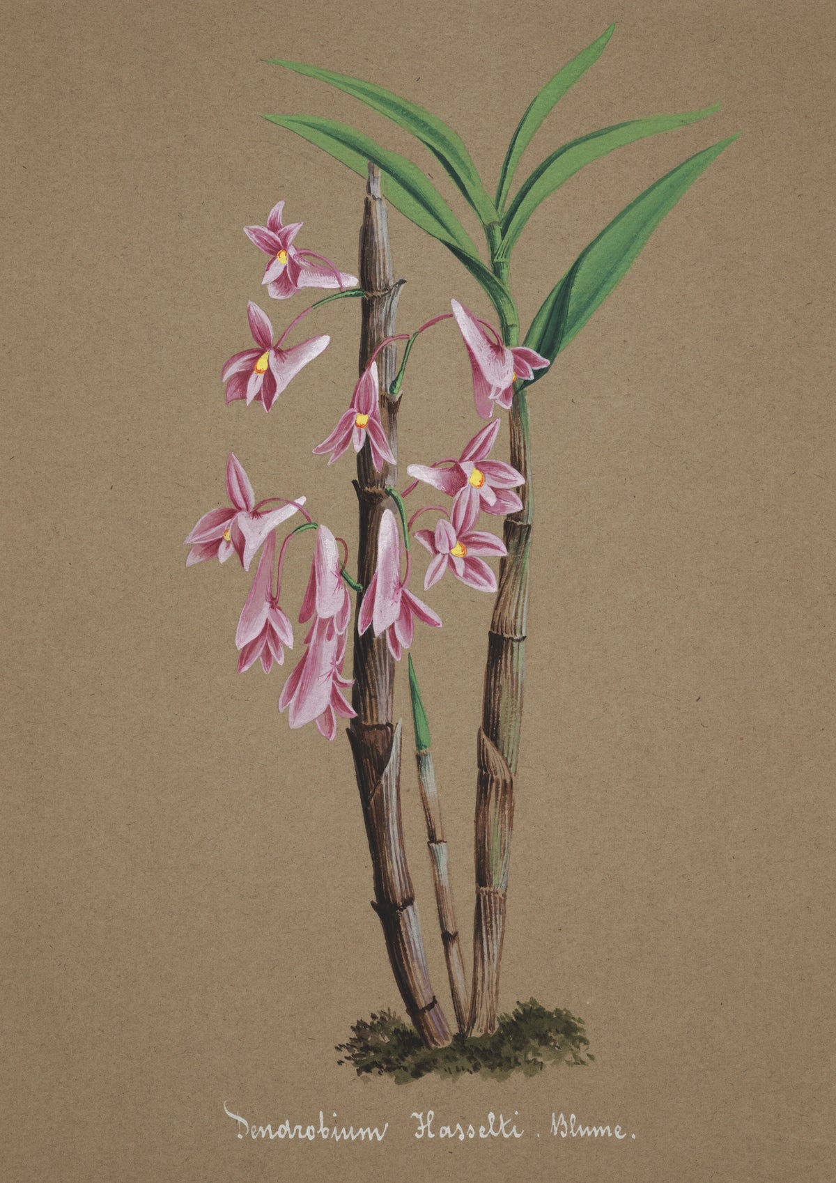 Anonim - Collection d'orchidées Pl.63 (19th Century)
