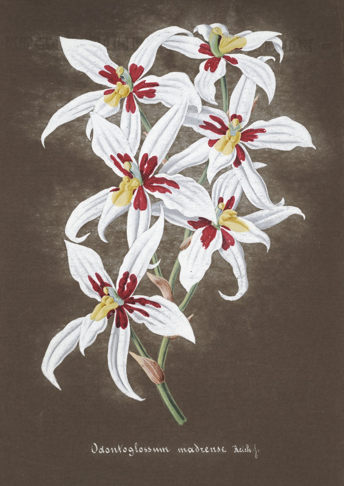 Anonim - Collection d'orchidées Pl.64 (19th Century)