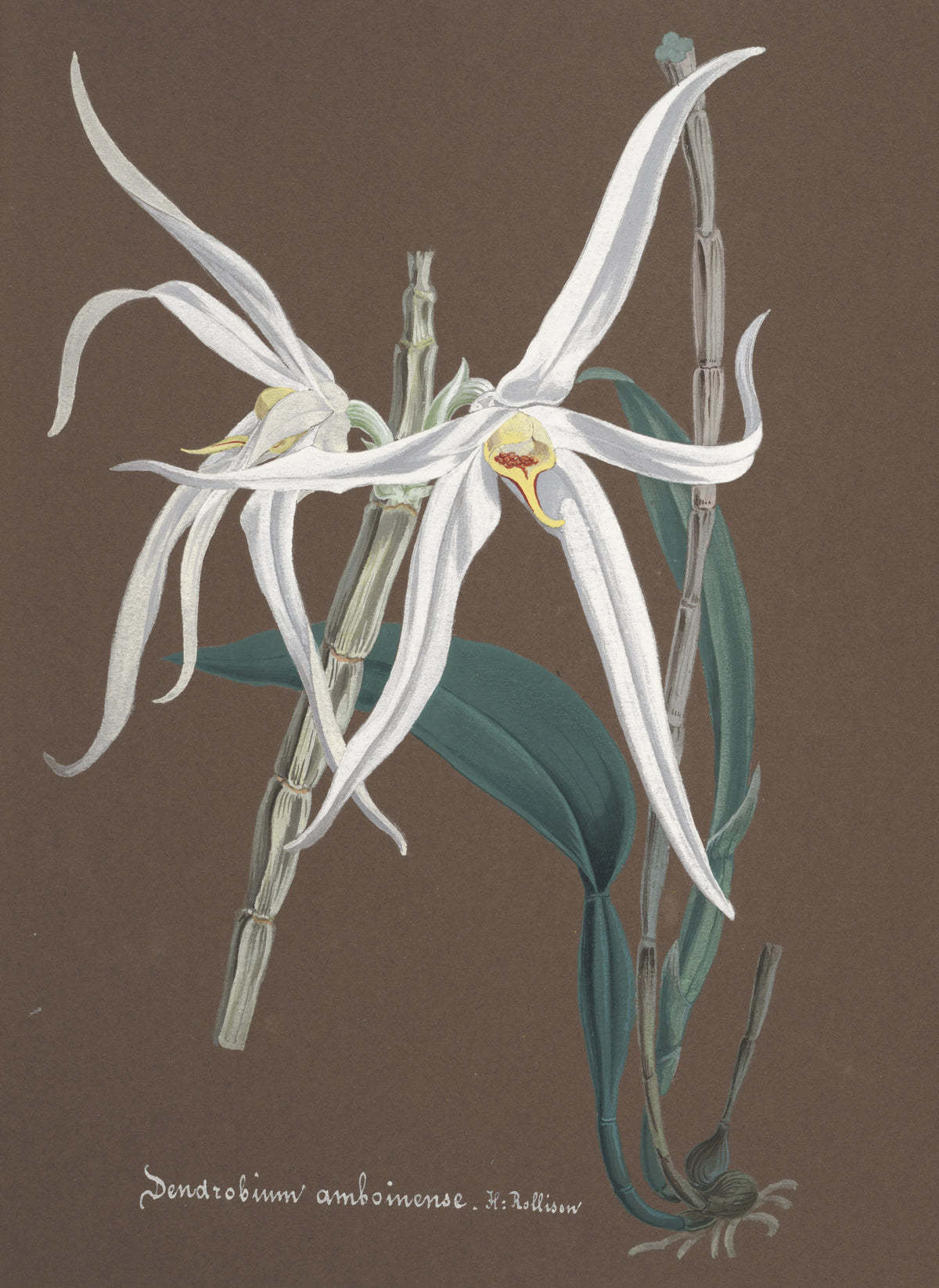 Anonim - Collection d'orchidées Pl.65 (19th Century)