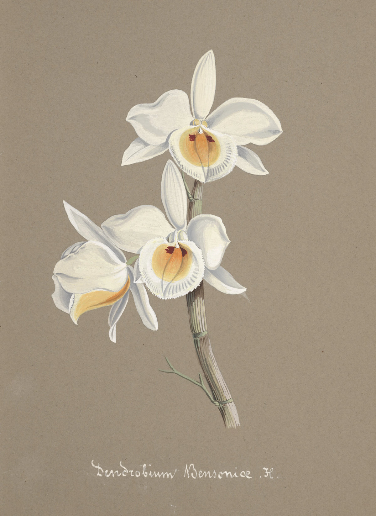Anonim - Collection d'orchidées Pl.66 (19th Century)