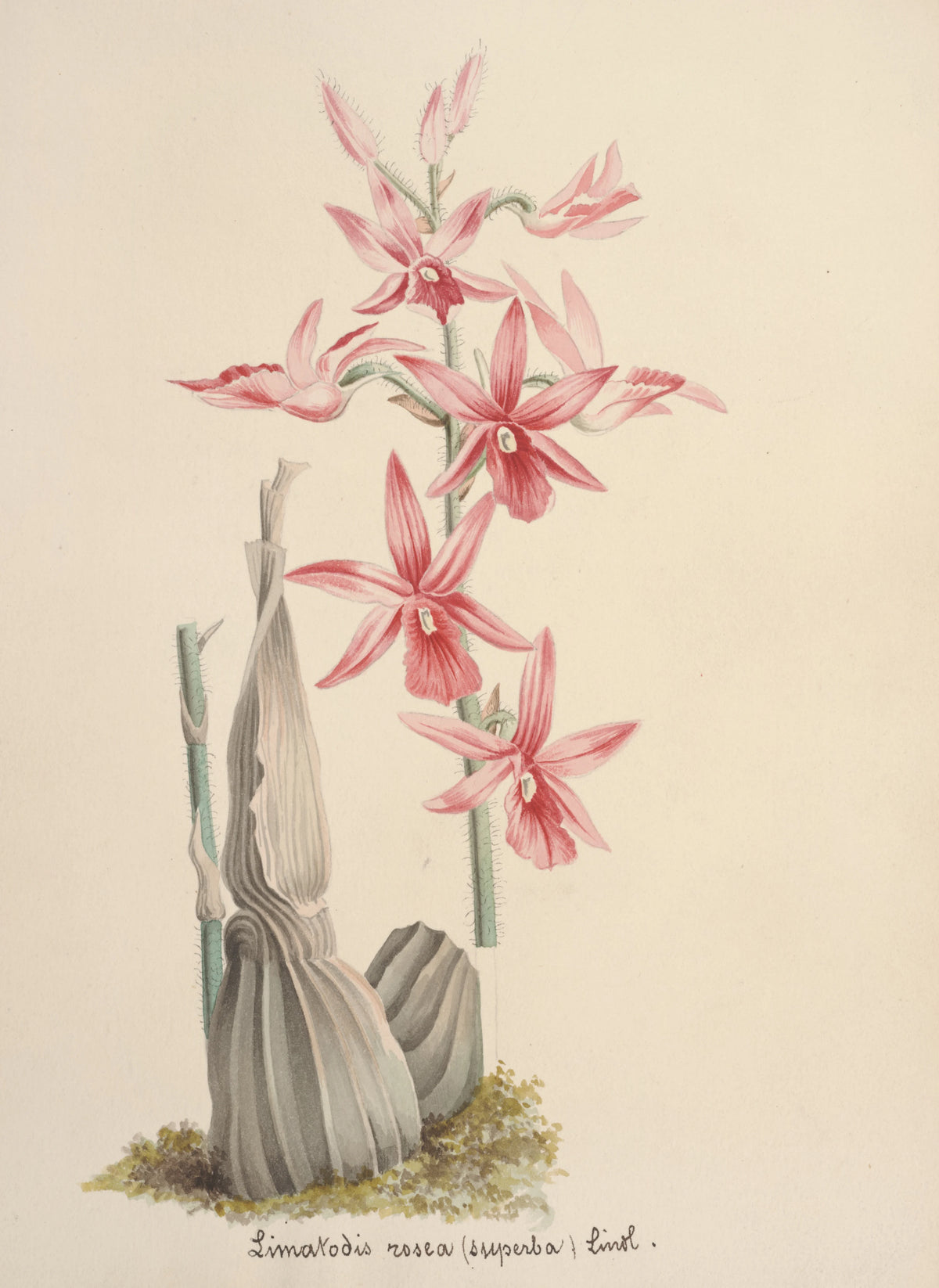 Anonim - Collection d'orchidées Pl.67 (19th Century)