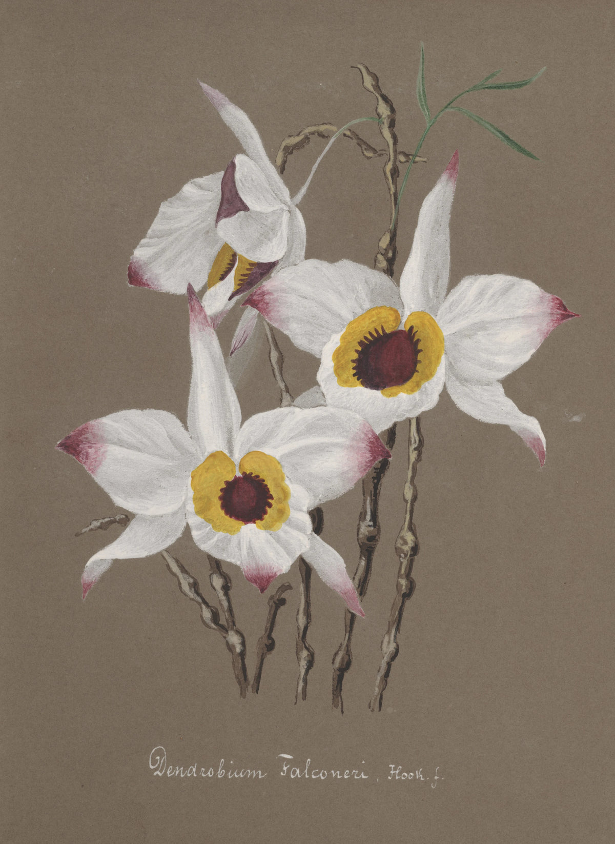 Anonim - Collection d'orchidées Pl.68 (19th Century)