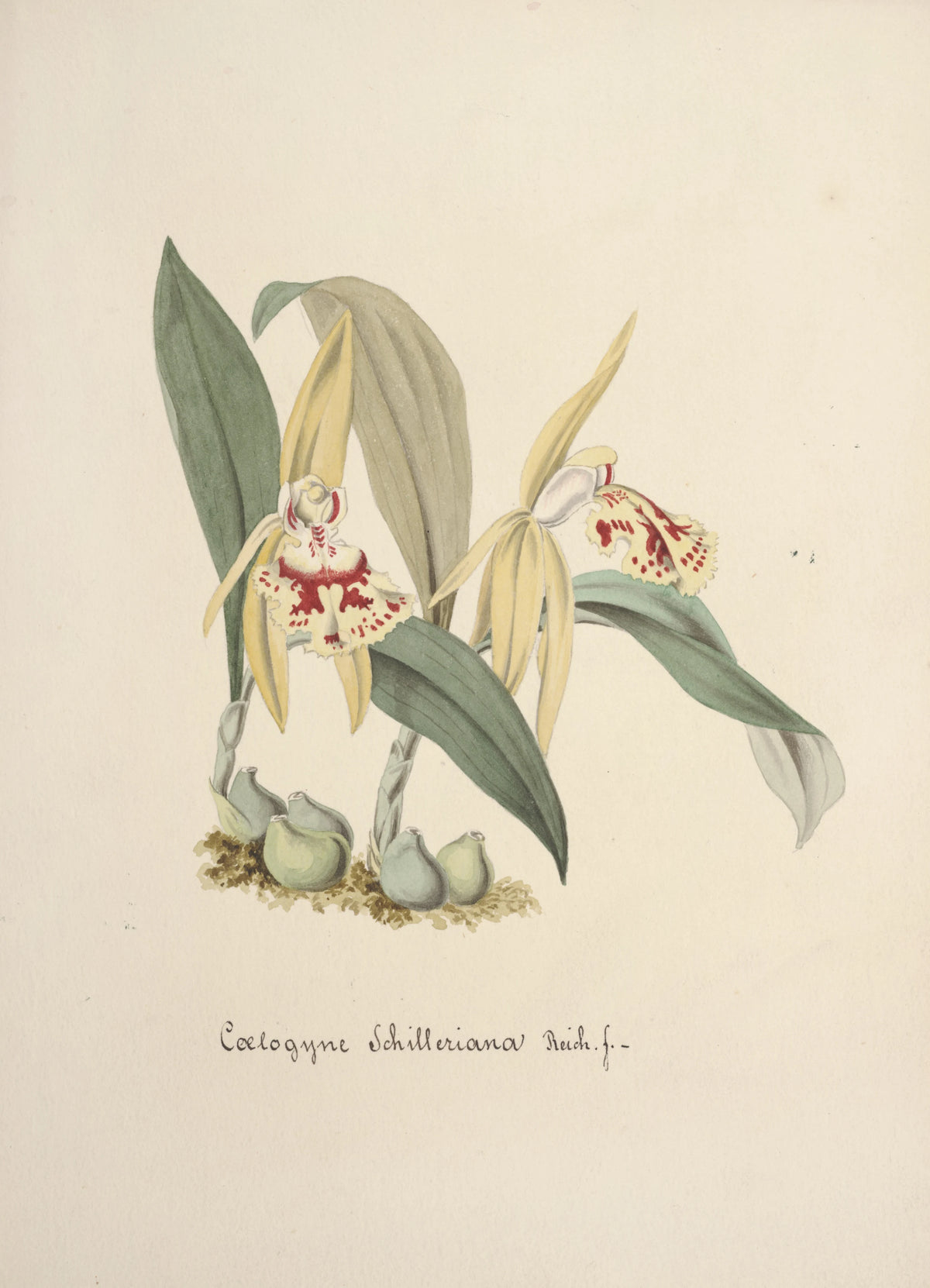 Anonim - Collection d'orchidées Pl.69 (19th Century)