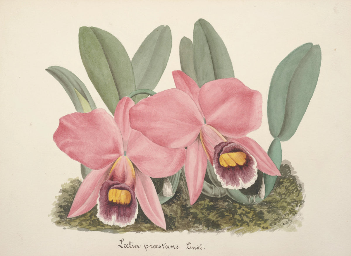 Anonim - Collection d'orchidées Pl.70 (19th Century)