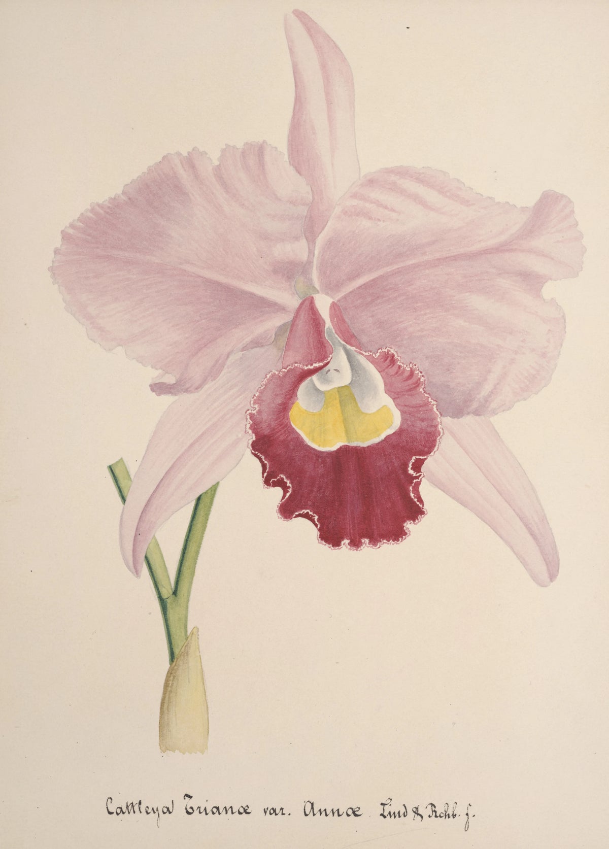 Anonim - Collection d'orchidées Pl.71 (19th Century)