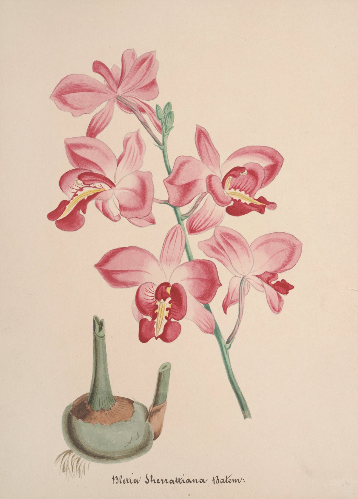 Anonim - Collection d'orchidées Pl.72 (19th Century)