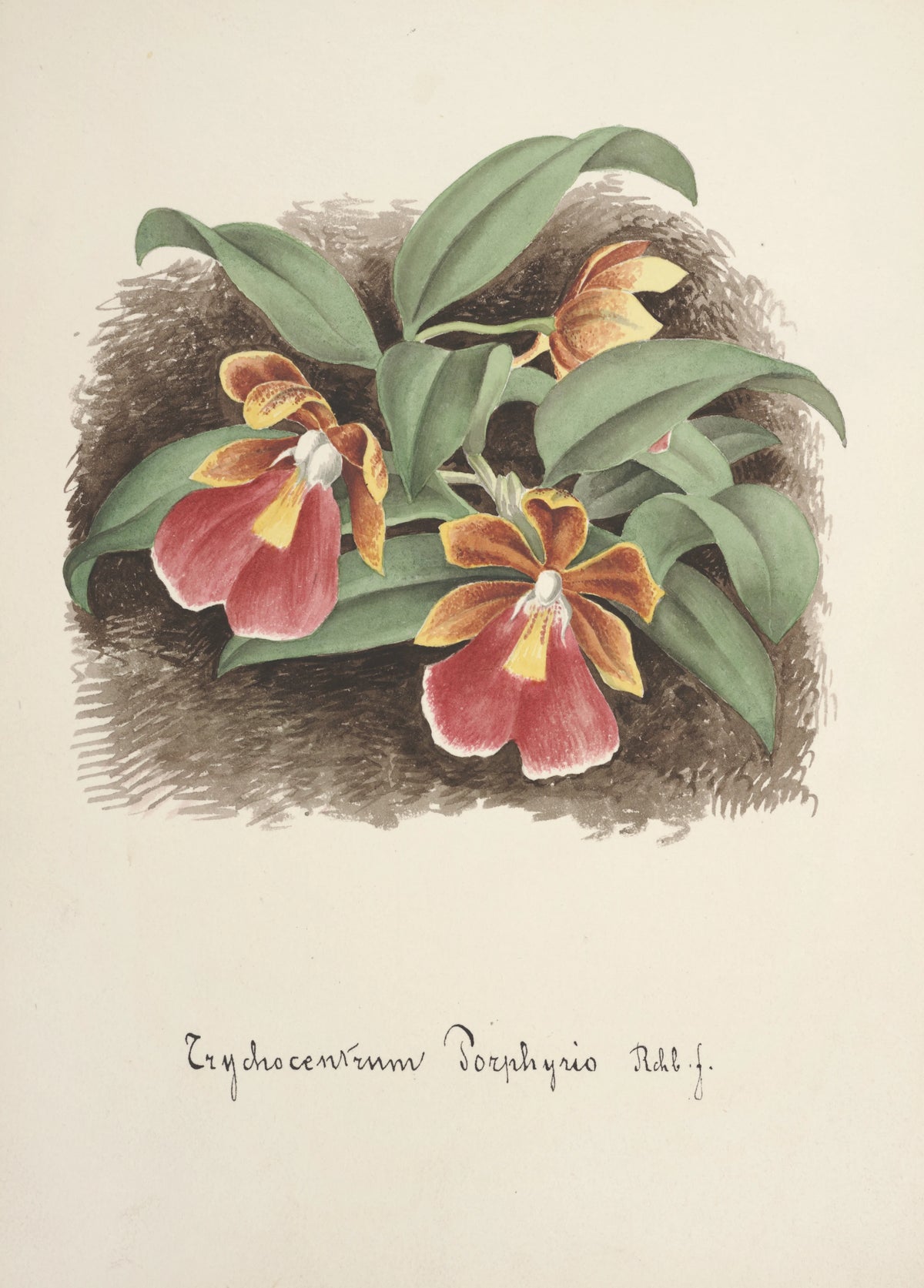 Anonim - Collection d'orchidées Pl.73 (19th Century)