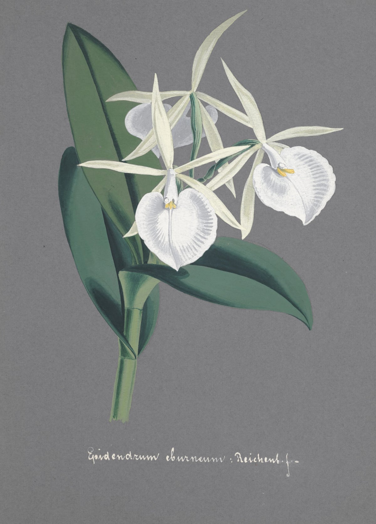 Anonim - Collection d'orchidées Pl.74 (19th Century)