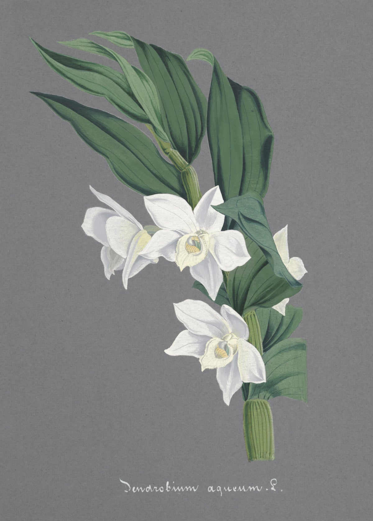 Anonim - Collection d'orchidées Pl.75 (19th Century)