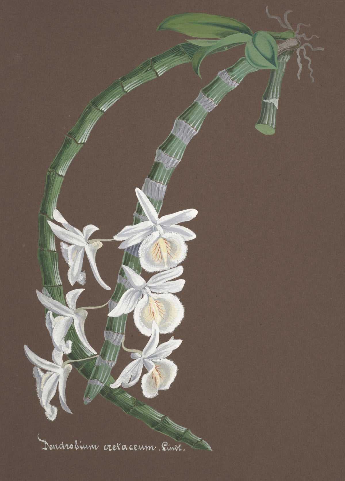 Anonim - Collection d'orchidées Pl.76 (19th Century)
