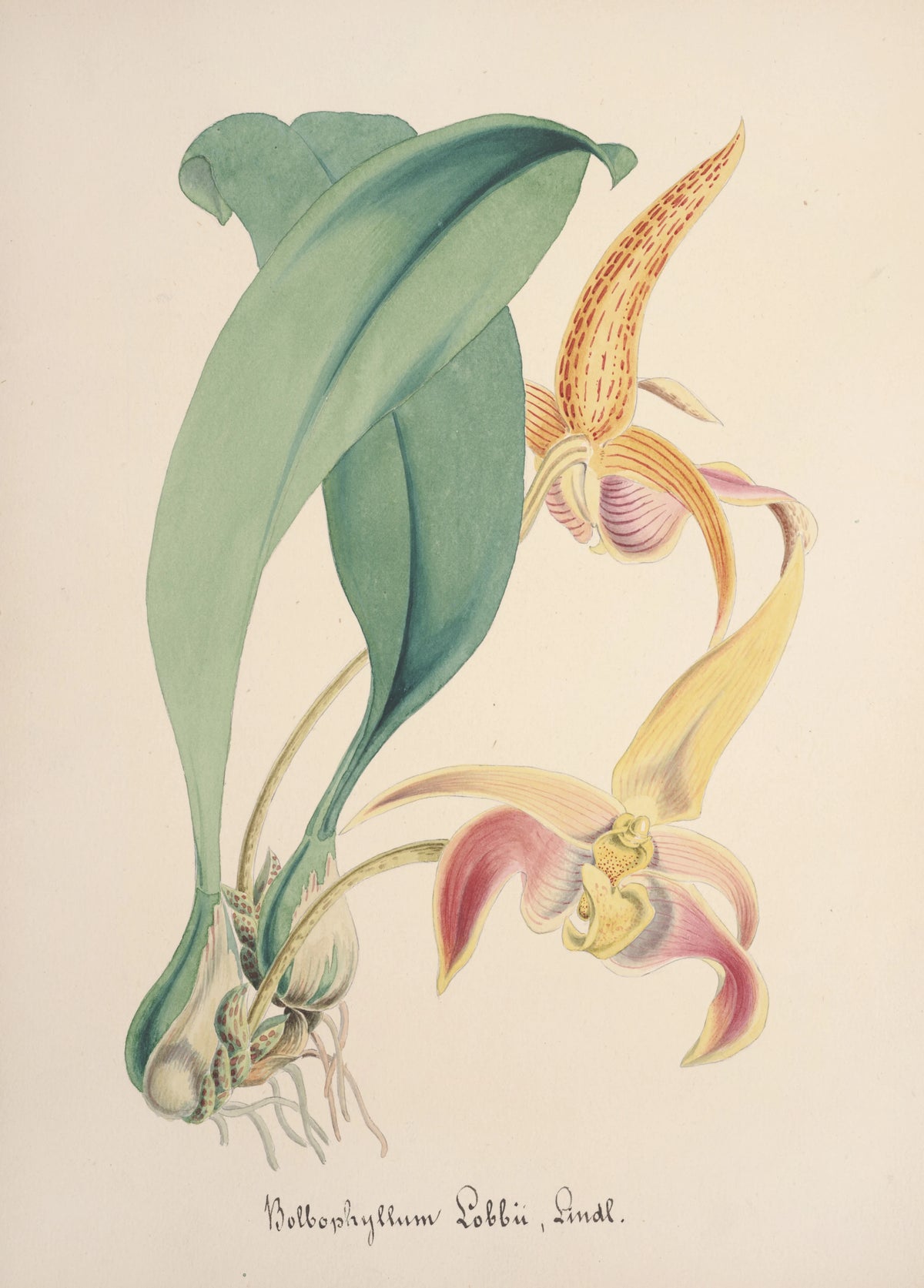Anonim - Collection d'orchidées Pl.77 (19th Century)