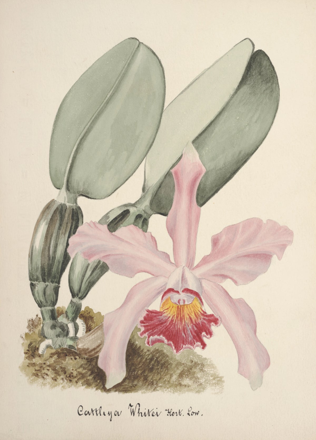 Anonim - Collection d'orchidées Pl.78 (19th Century)