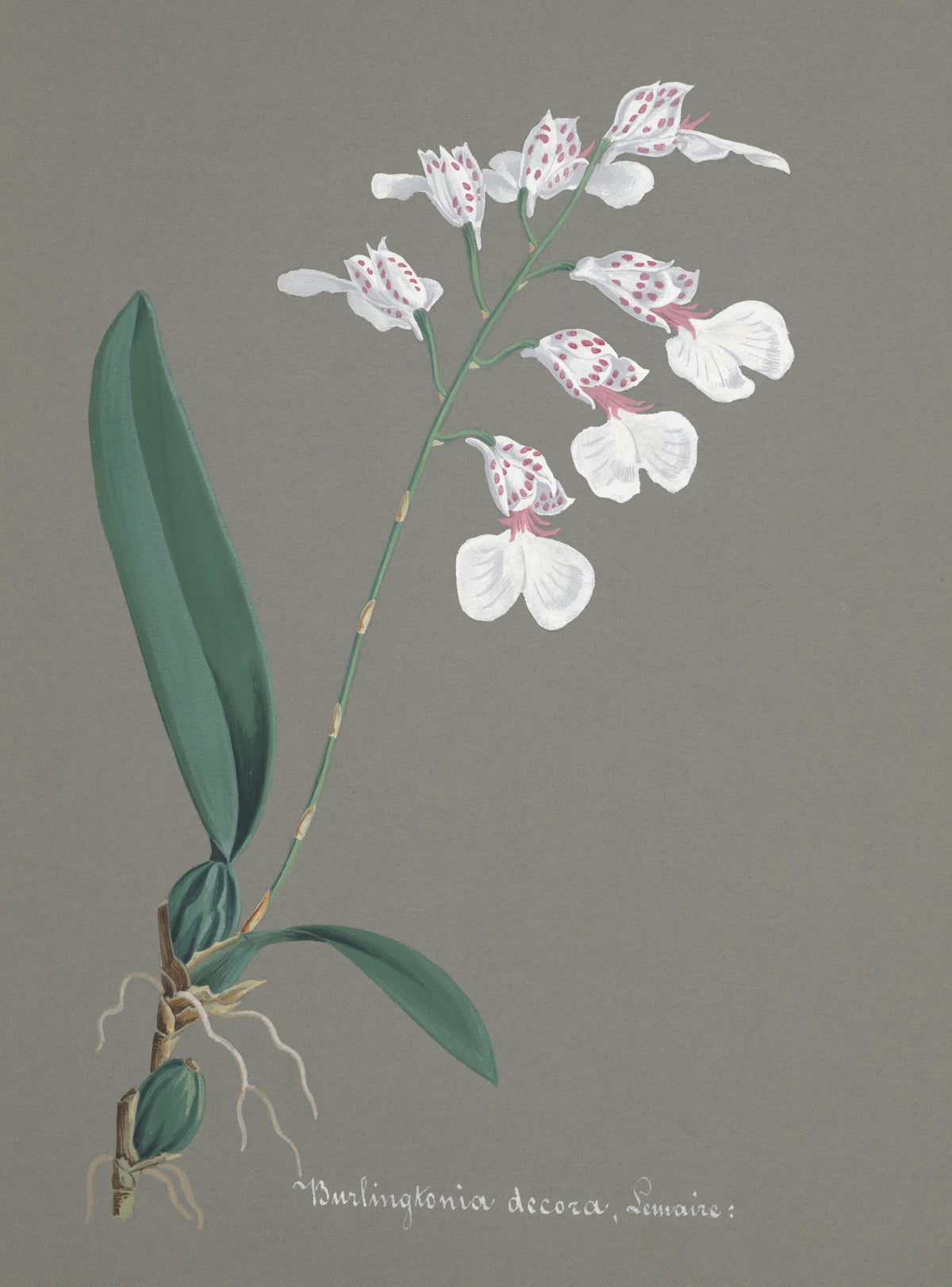 Anonim - Collection d'orchidées Pl.79 (19th Century)