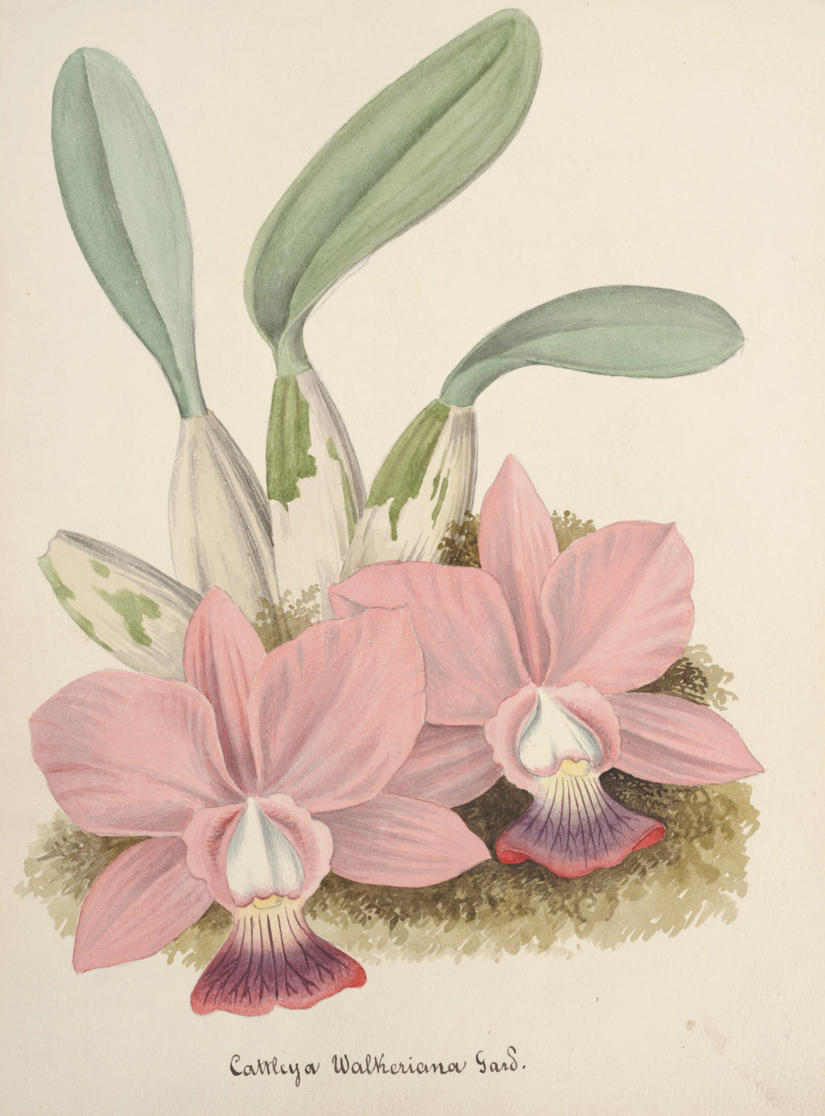 Anonim - Collection d'orchidées Pl.80 (19th Century)
