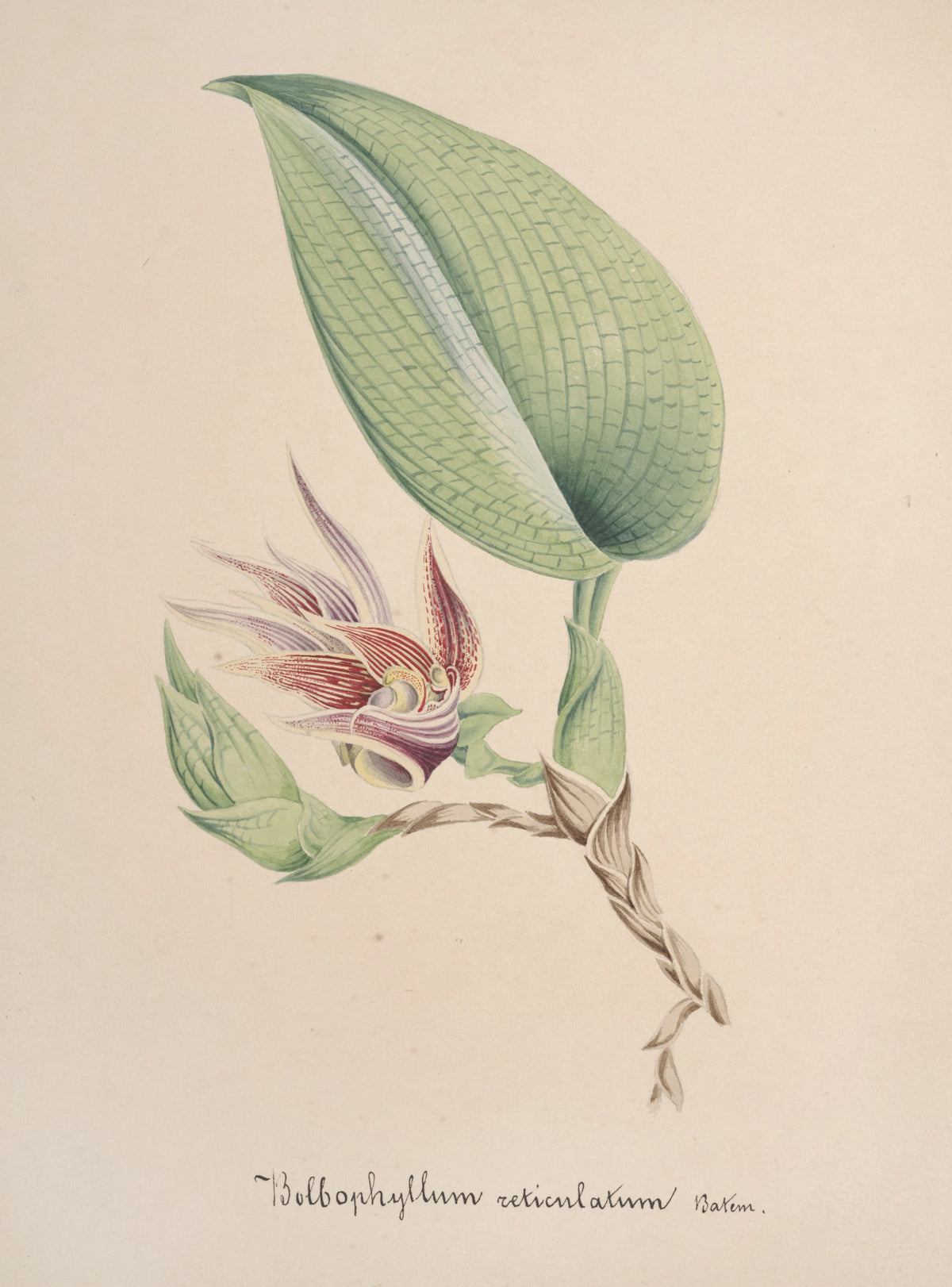 Anonim - Collection d'orchidées Pl.82 (19th Century)