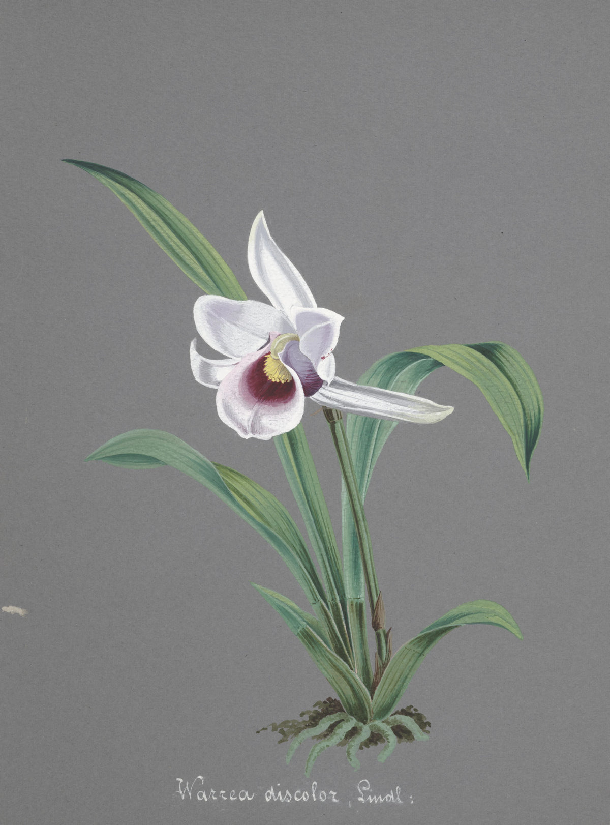 Anonim - Collection d'orchidées Pl.83 (19th Century)