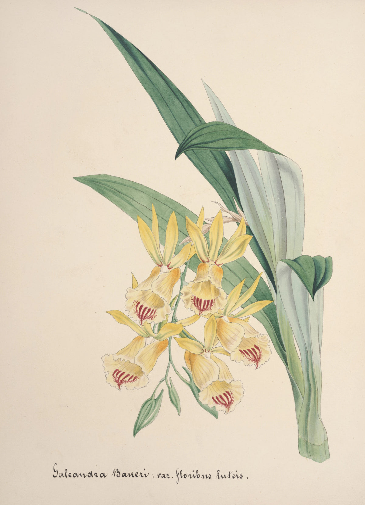 Anonim - Collection d'orchidées Pl.84 (19th Century)