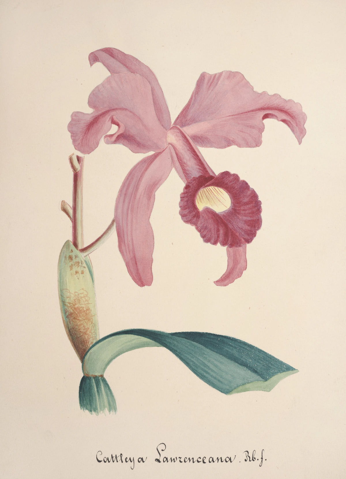 Anonim - Collection d'orchidées Pl.85 (19th Century)