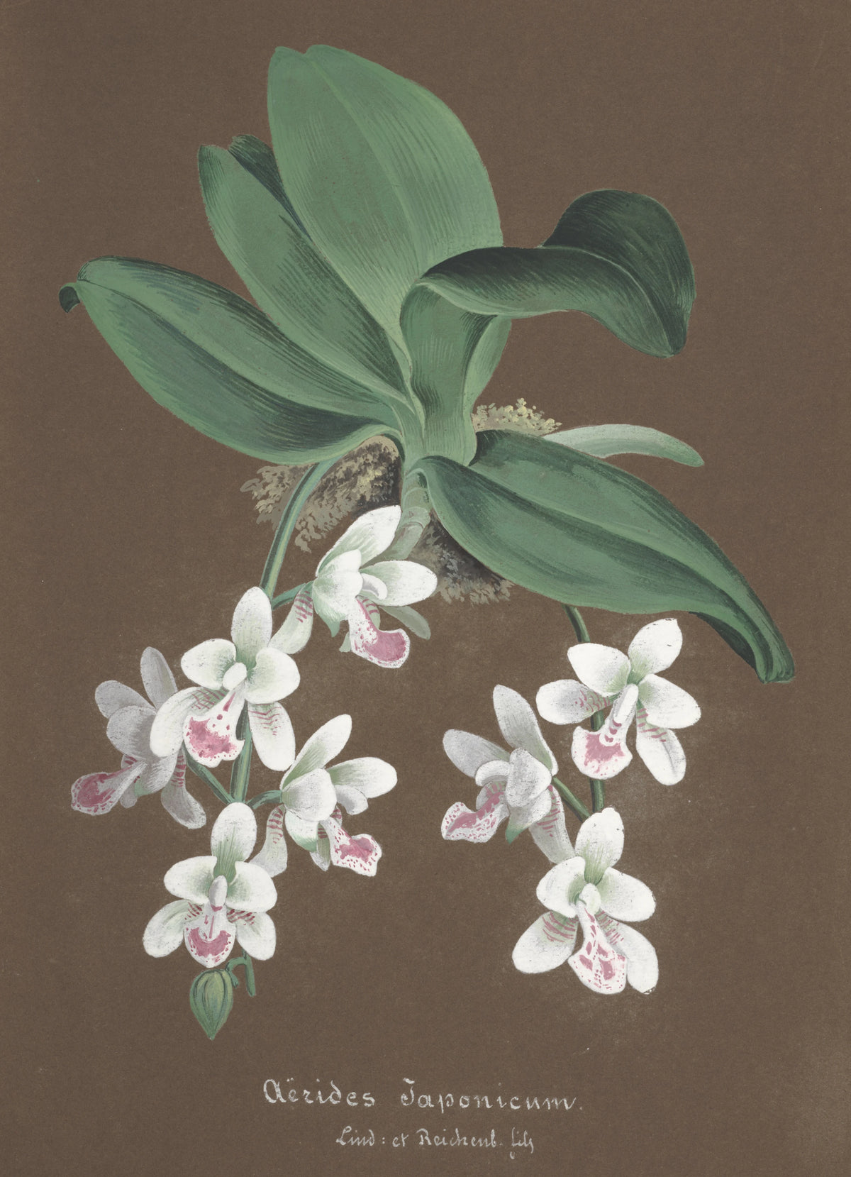 Anonim - Collection d'orchidées Pl.86 (19th Century)