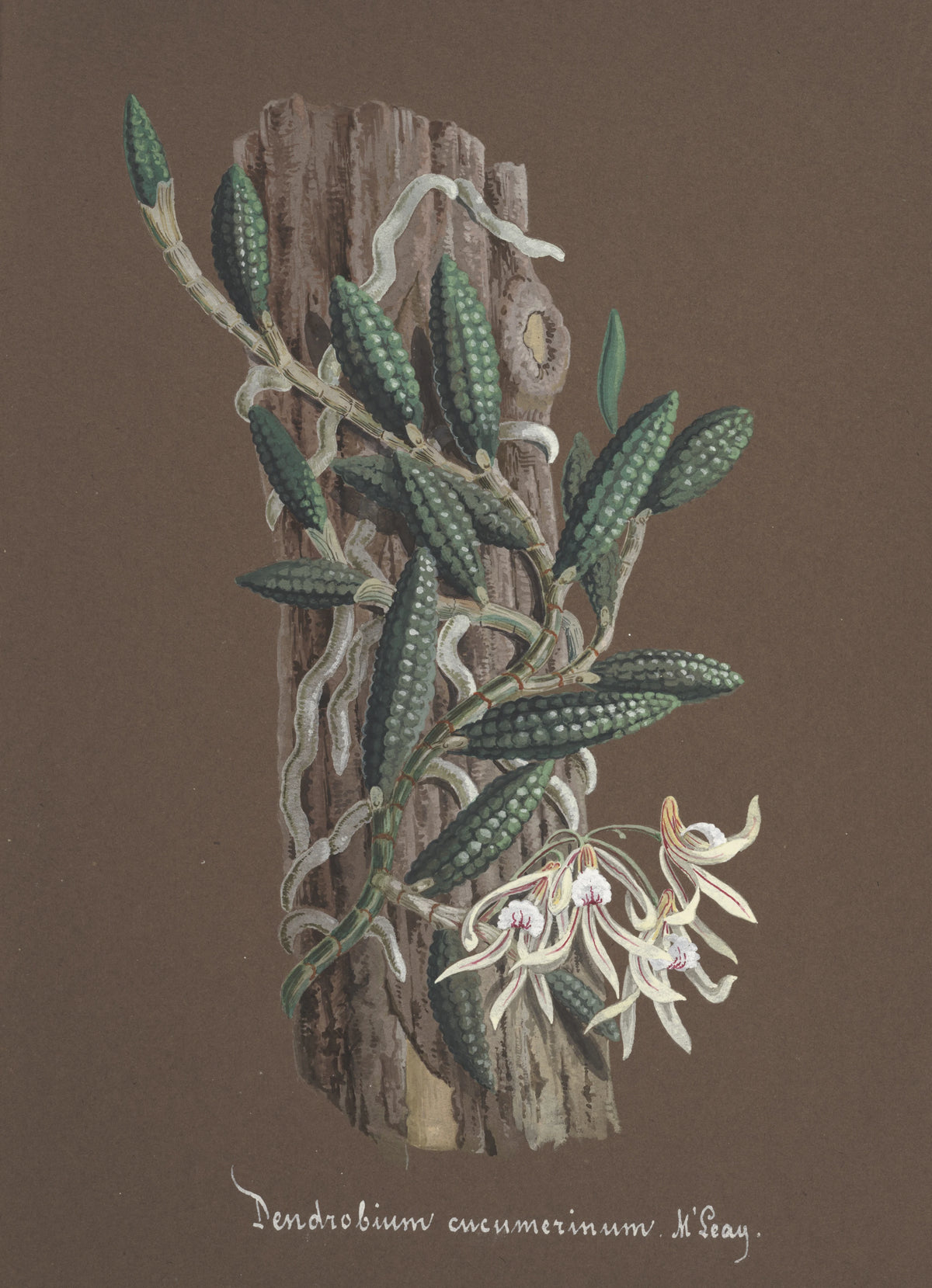 Anonim - Collection d'orchidées Pl.87 (19th Century)