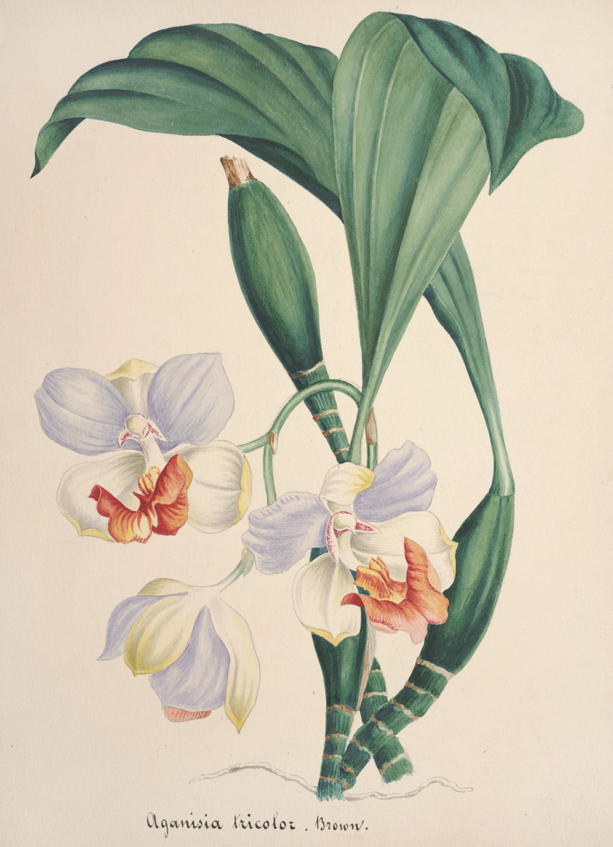 Anonim - Collection d'orchidées Pl.88 (19th Century)
