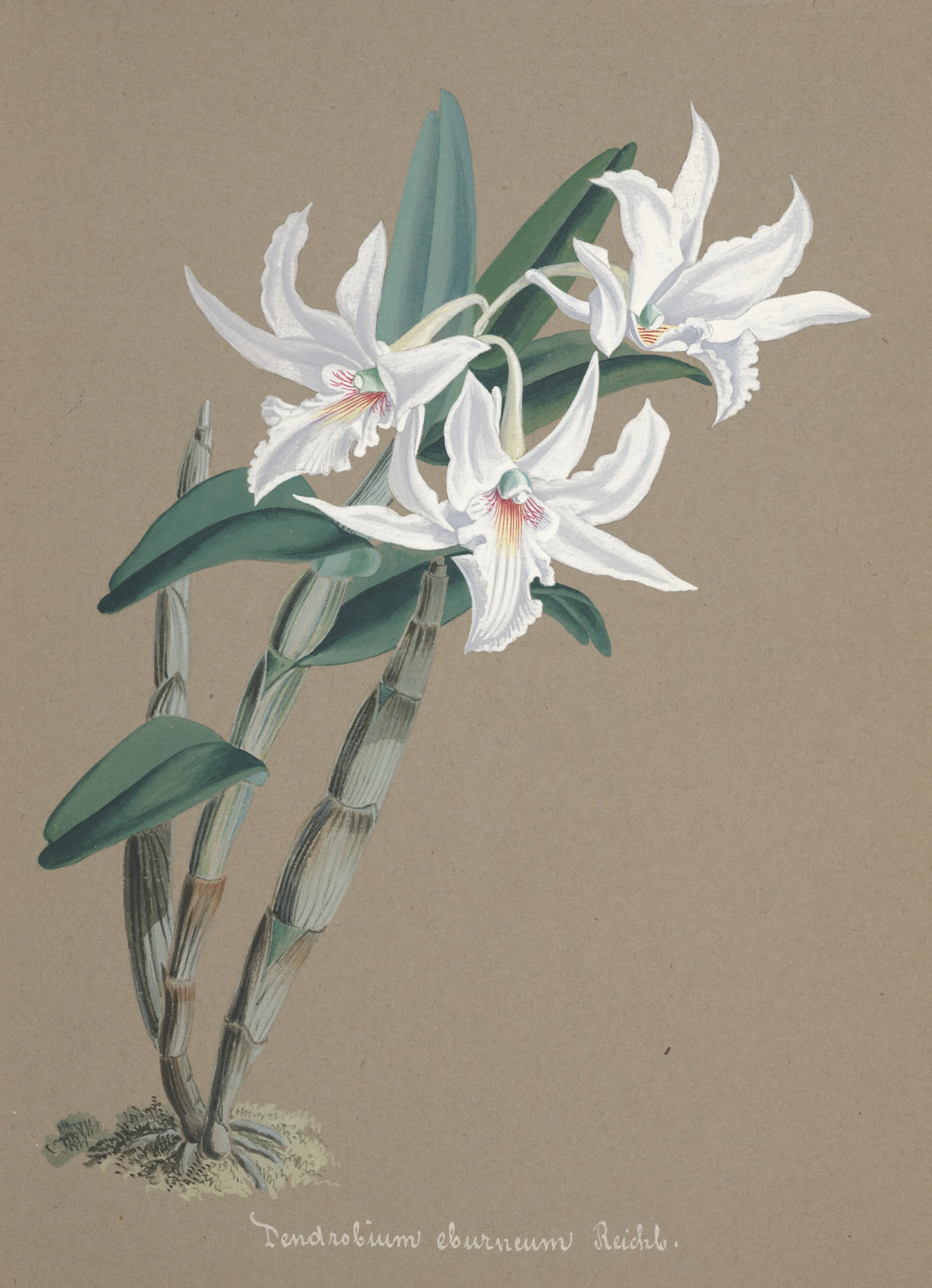 Anonim - Collection d'orchidées Pl.89 (19th Century)