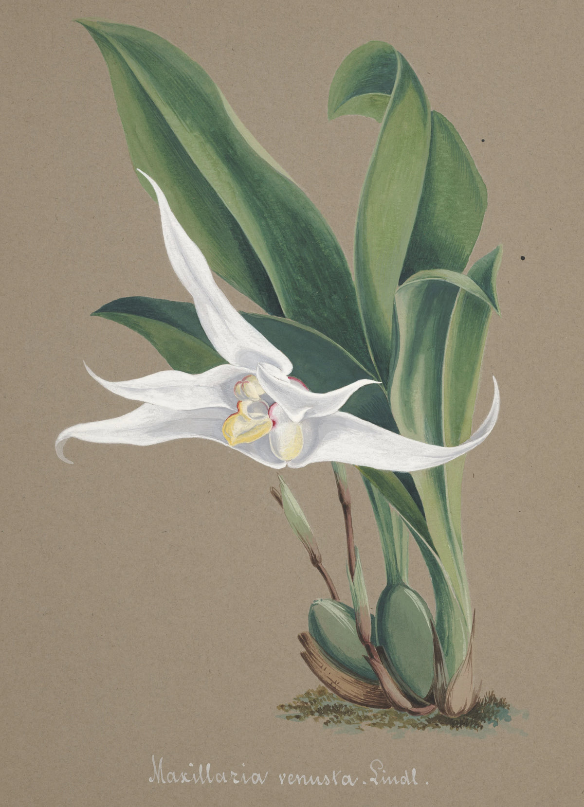 Anonim - Collection d'orchidées Pl.90 (19th Century)