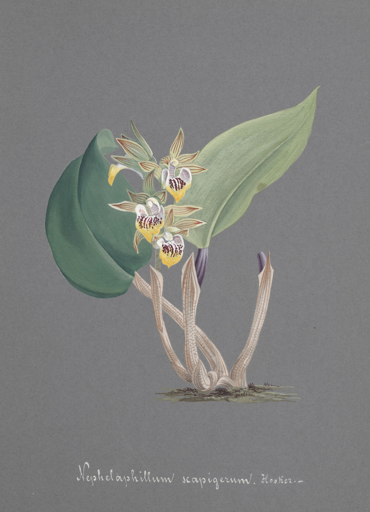Anonim - Collection d'orchidées Pl.91 (19th Century)