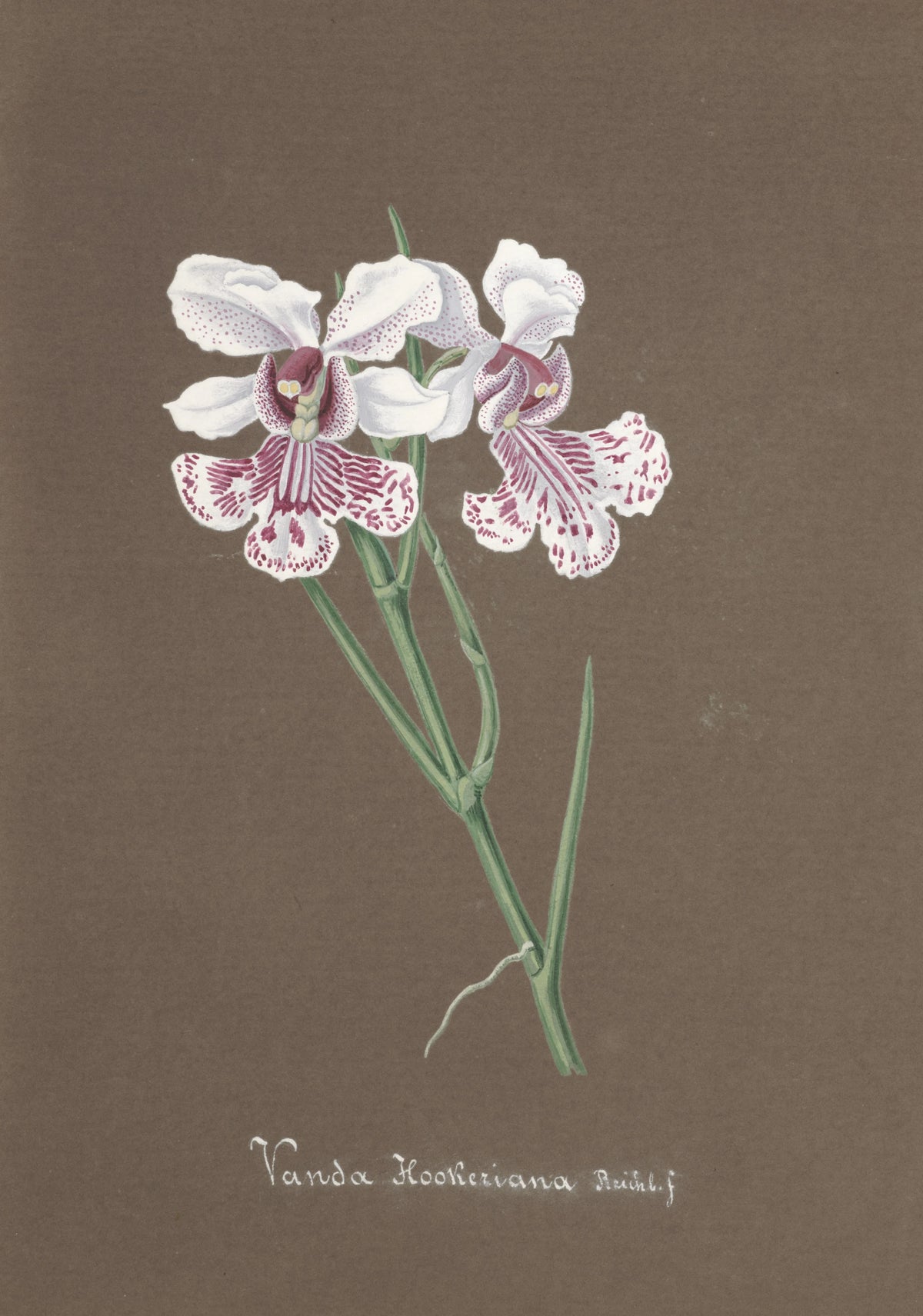 Anonim - Collection d'orchidées Pl.92 (19th Century)