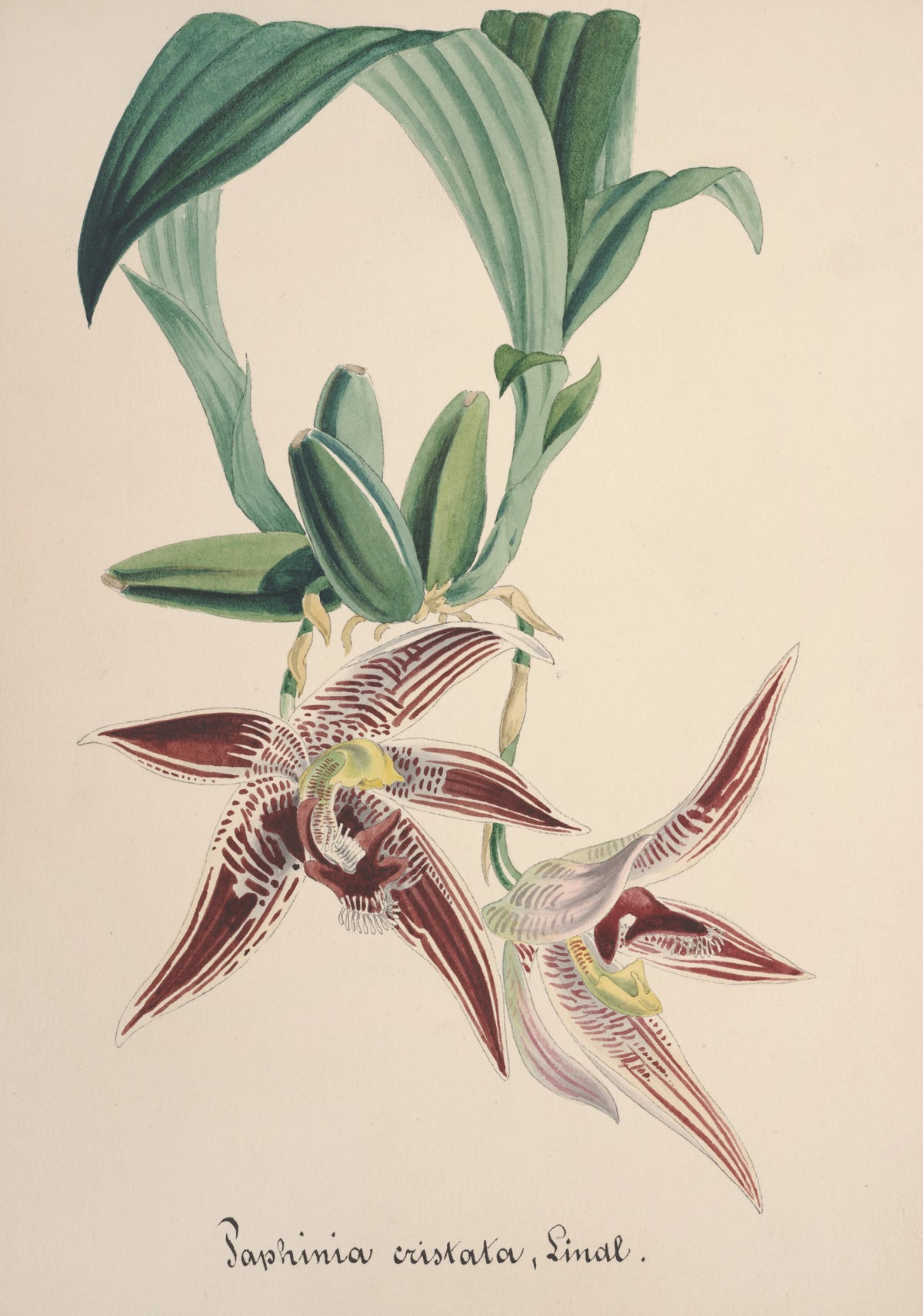 Anonim - Collection d'orchidées Pl.94 (19th Century)