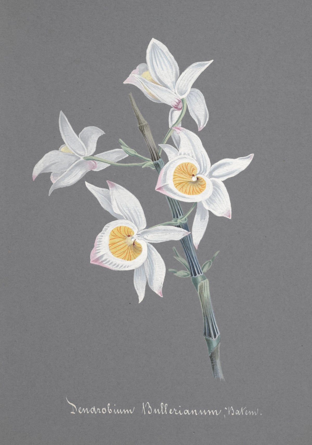 Anonim - Collection d'orchidées Pl.95 (19th Century)