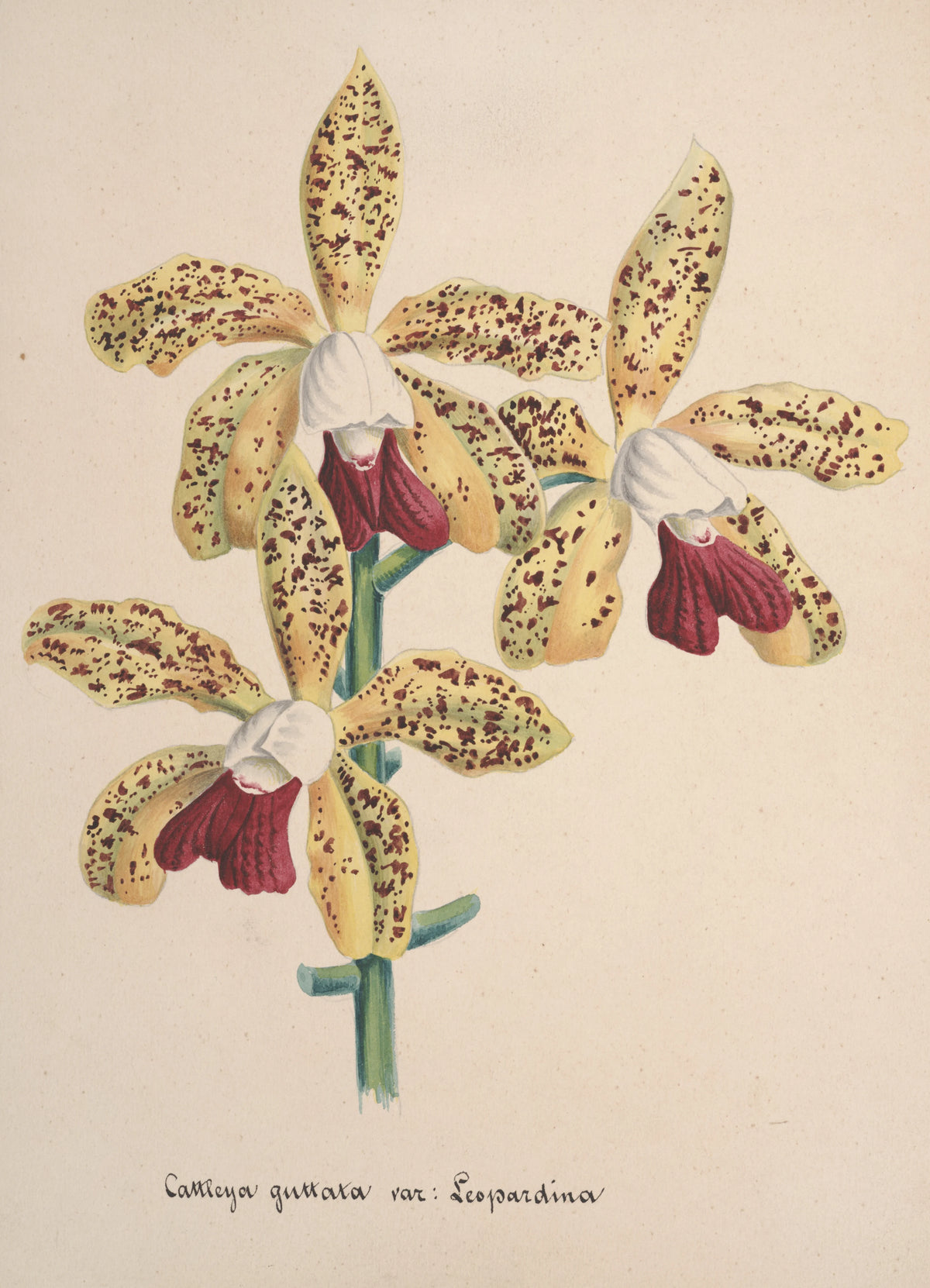 Anonim - Collection d'orchidées Pl.96 (19th Century)