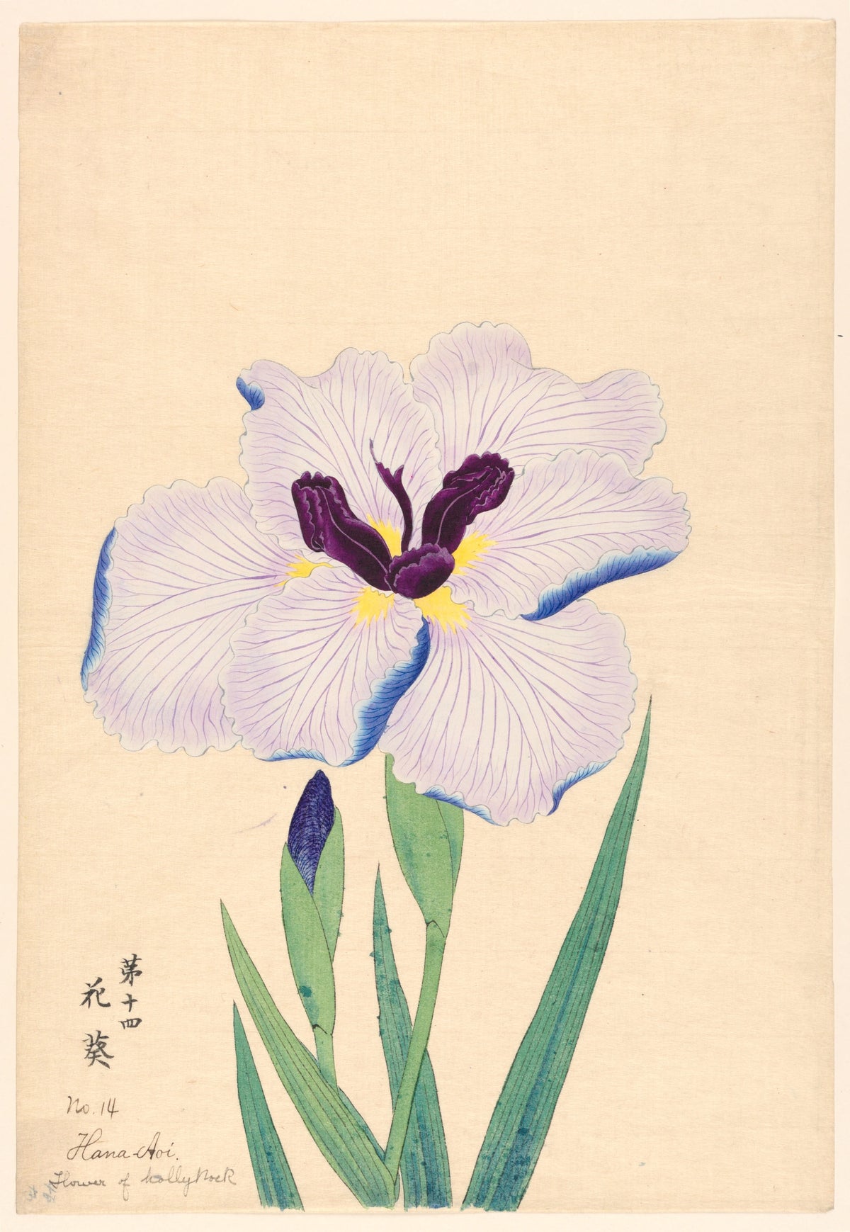 Anonim - Flower of Hollyhock (Hana-Aoi) (1910)