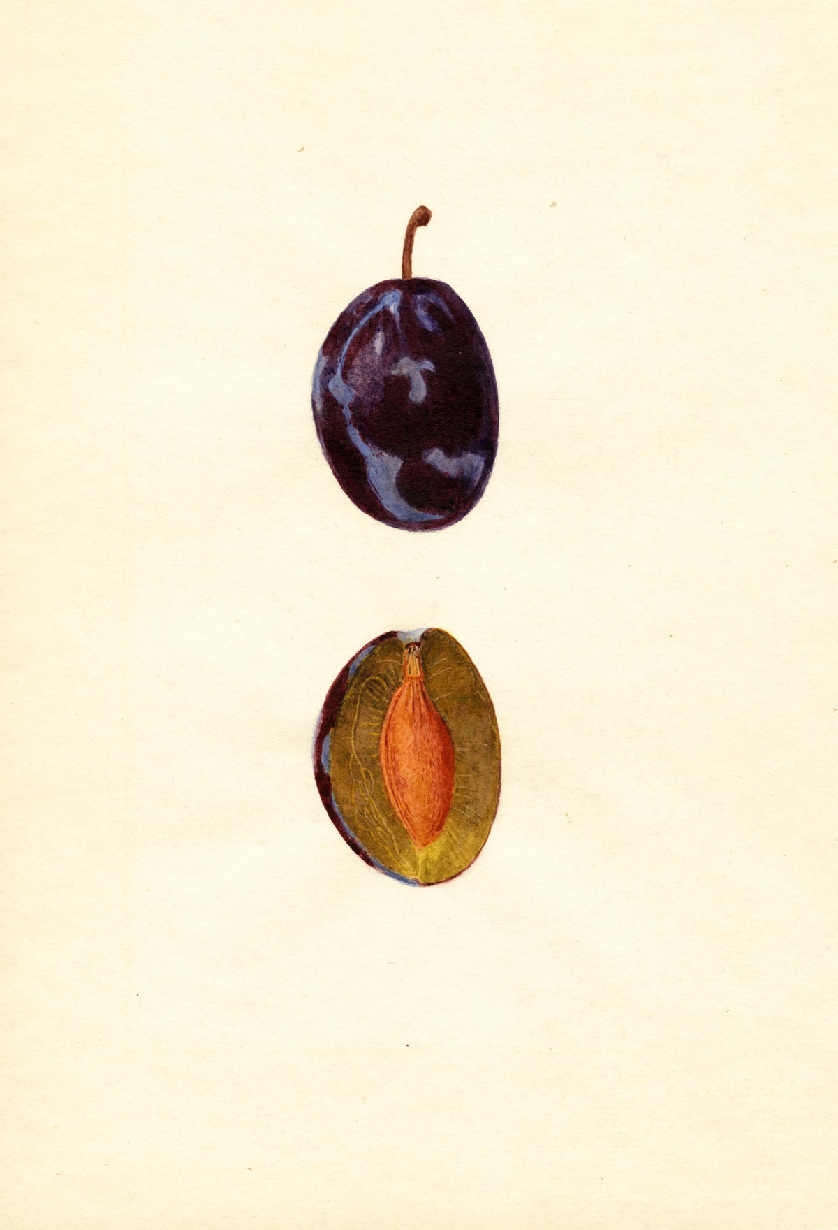 Anonim - Prunus domestica Stanley (1935)