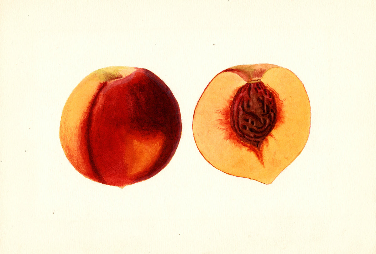 Anonim - Prunus persica