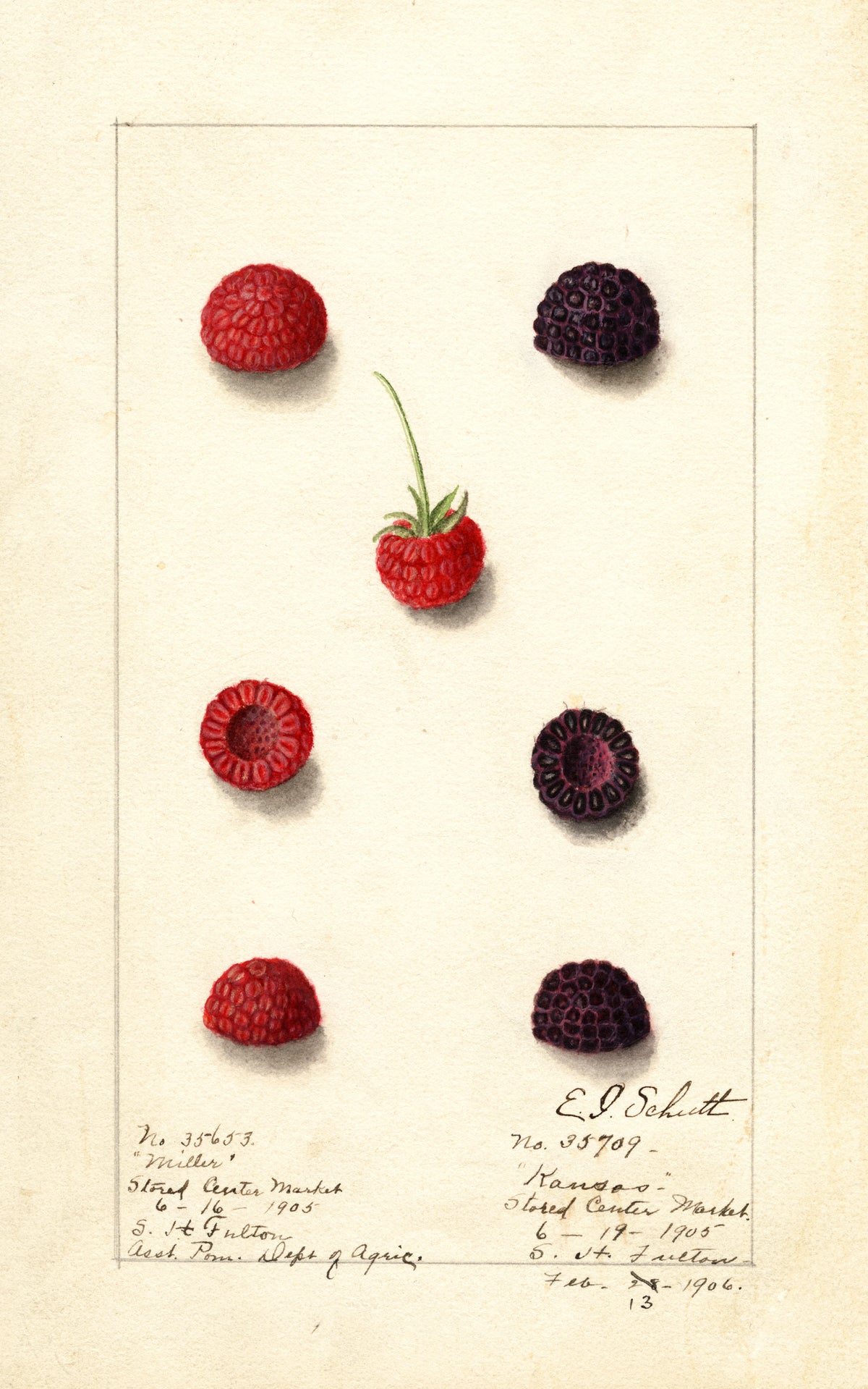Anonim - Rubus